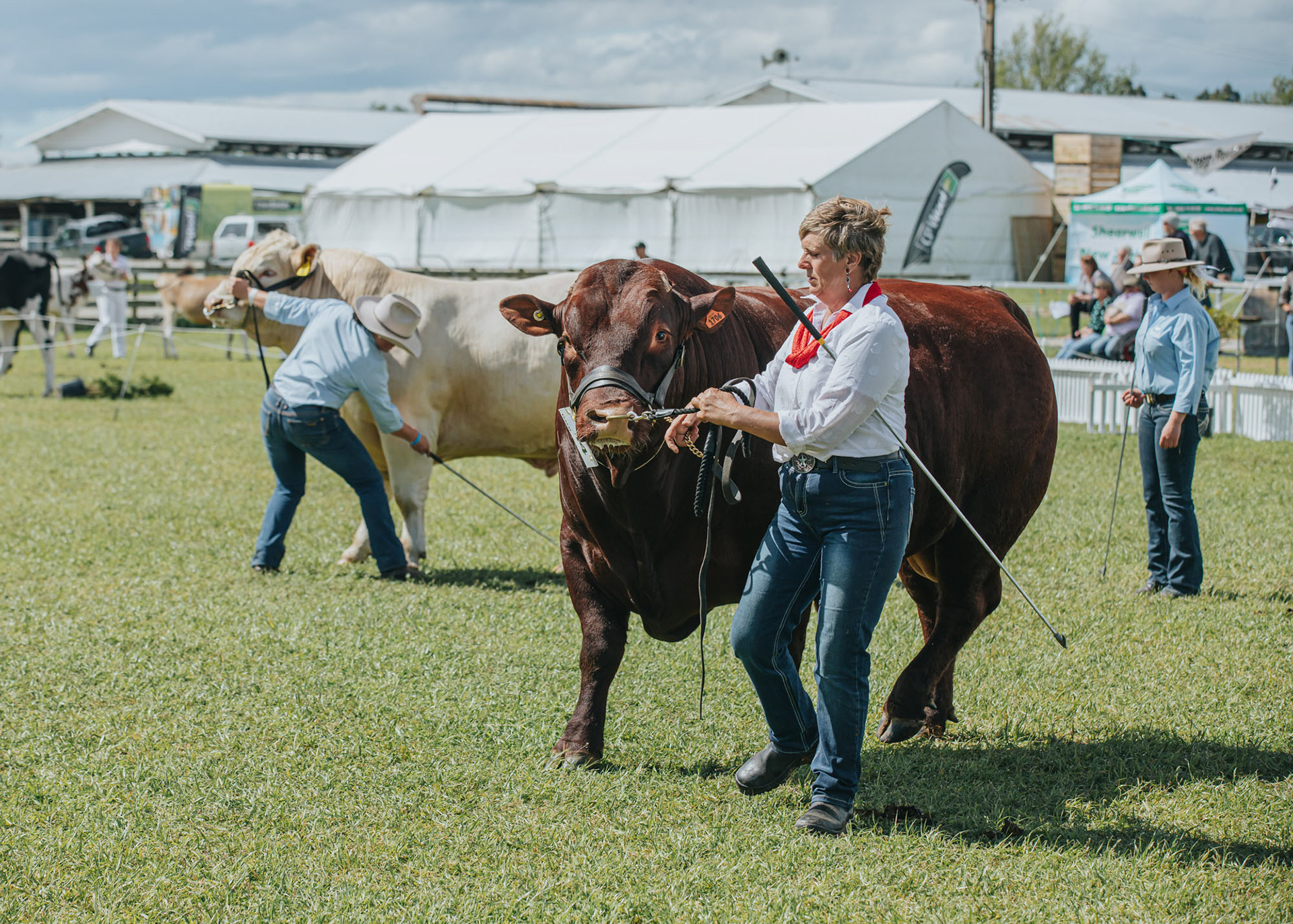 The bulls on display for judging