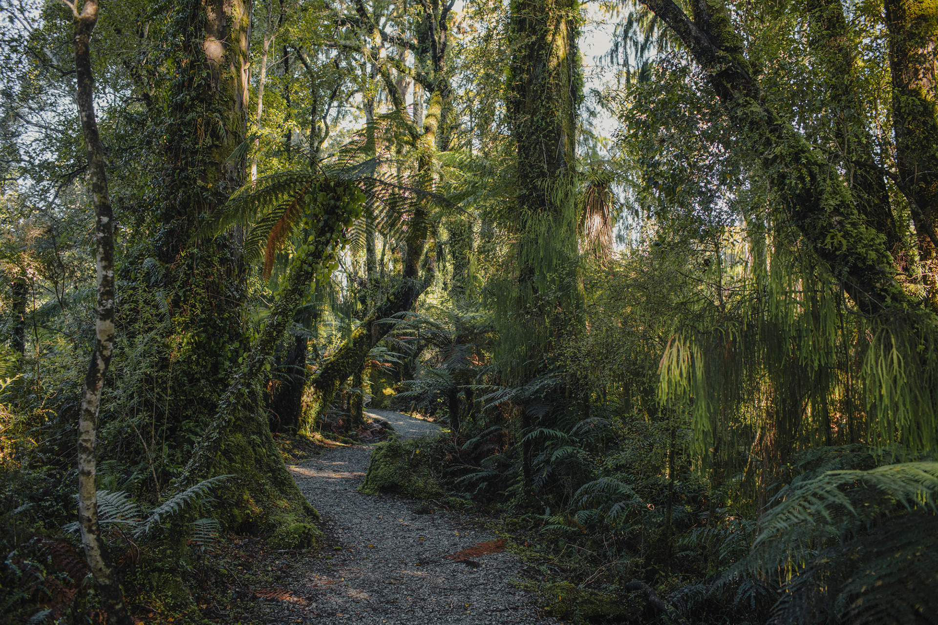 Swamp Forest walk at Ship Creek near Haast.