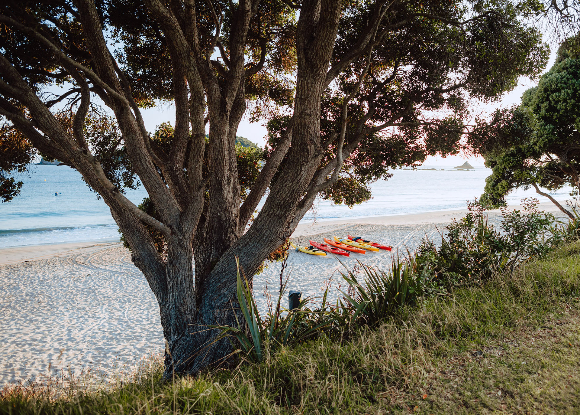 Canoes being readied by tour operators on Hahei beach, Coromandel