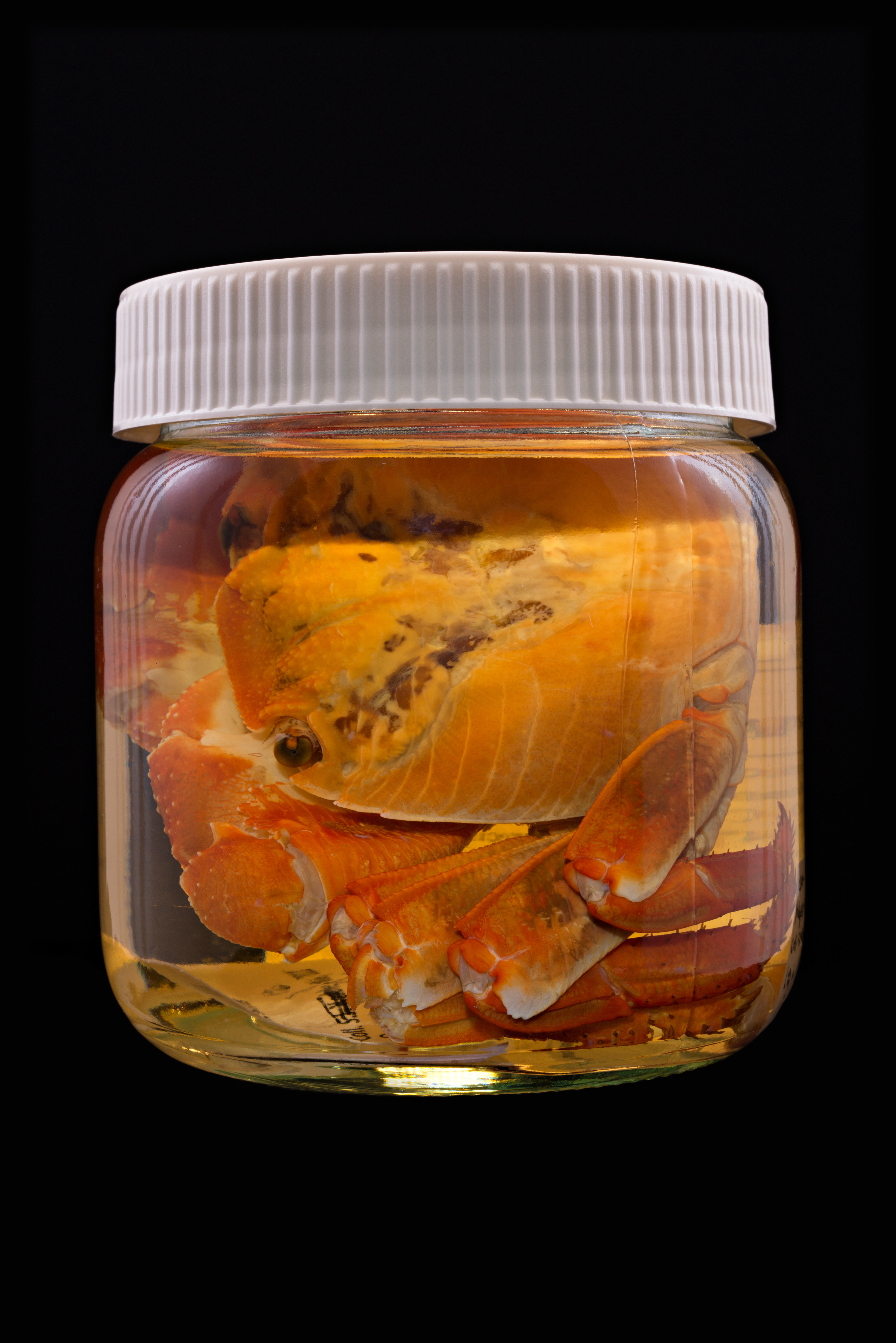 Leptograpsus variegatus, Auckland Museum Tāmaki Paenga Hira #1, 2013