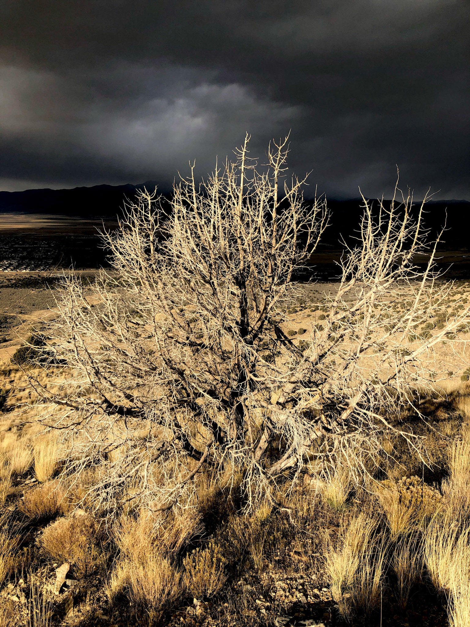 Glowing Bush above Eagle Mountain