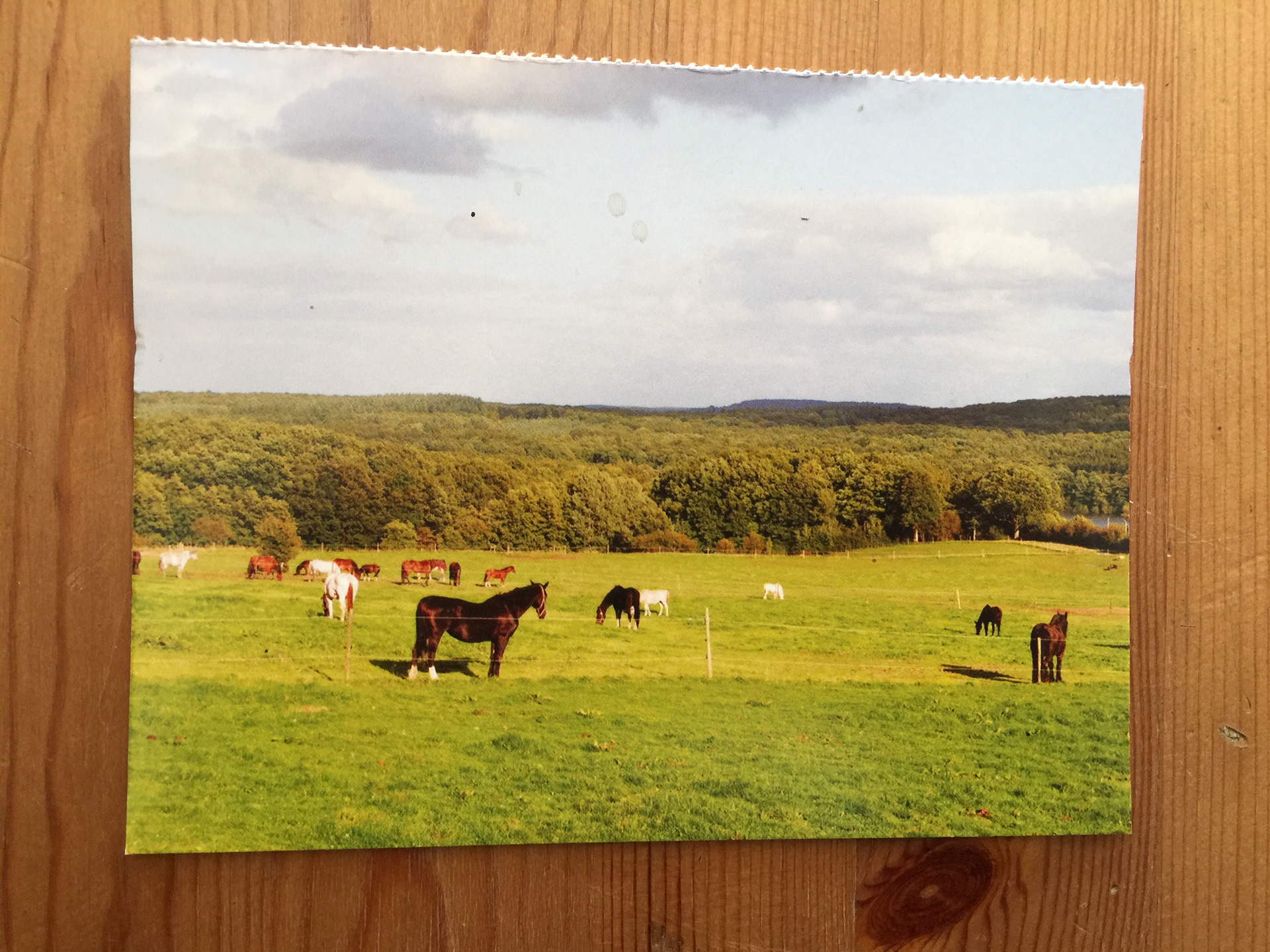 CARTE POSTALE 100 CHEVAUX 55 - Prix 0,50 €