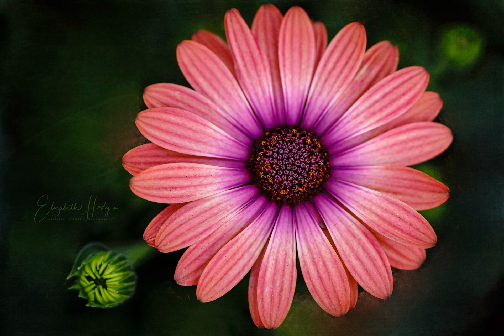 Osteospermum