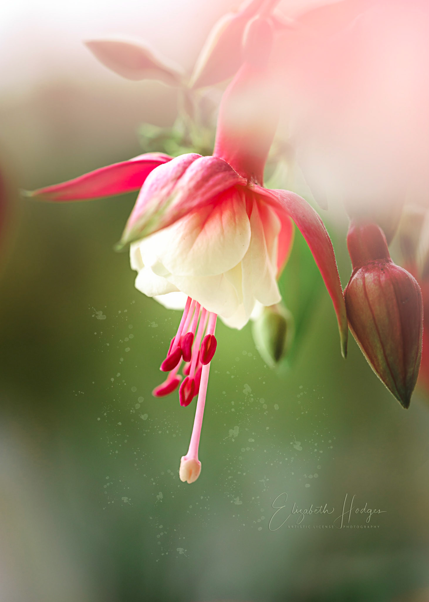 "In our daily lives we must see that it is not happiness that makes us grateful, but gratefulness that makes us happy." ~ Albert Clarke
