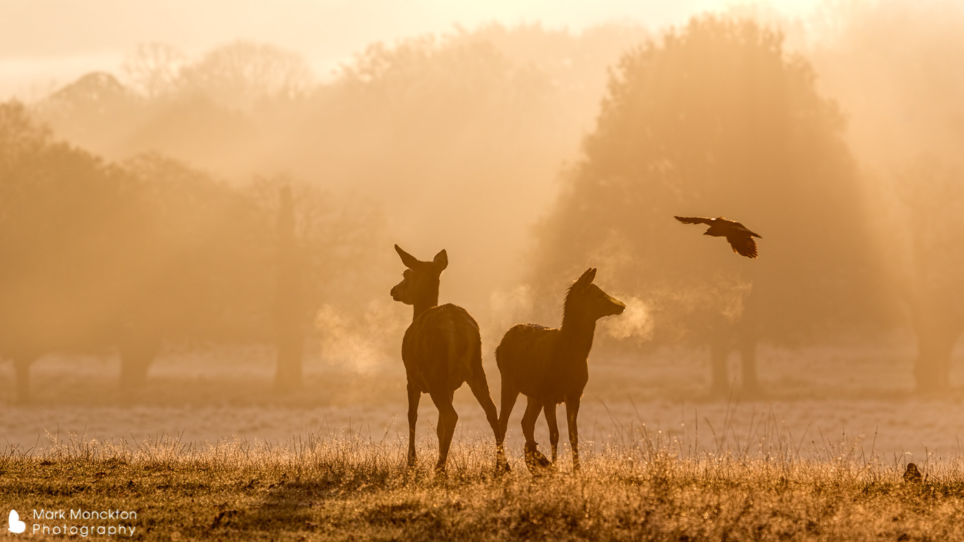 Red Deer and Jackdaw by Mark Monckton