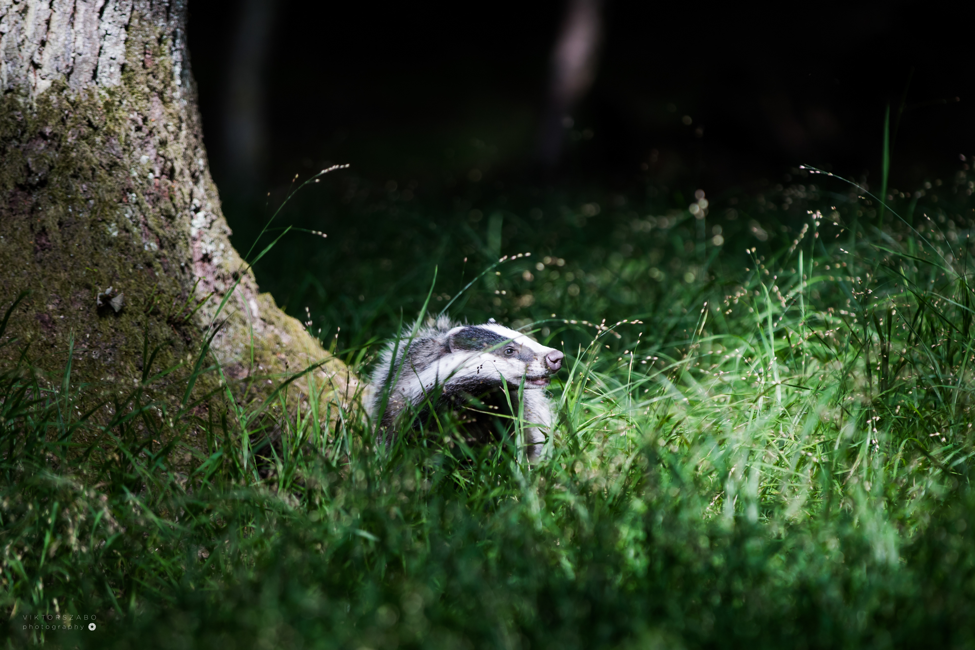 EUROPEAN BADGER/MELES MELES, SLOVAKIA