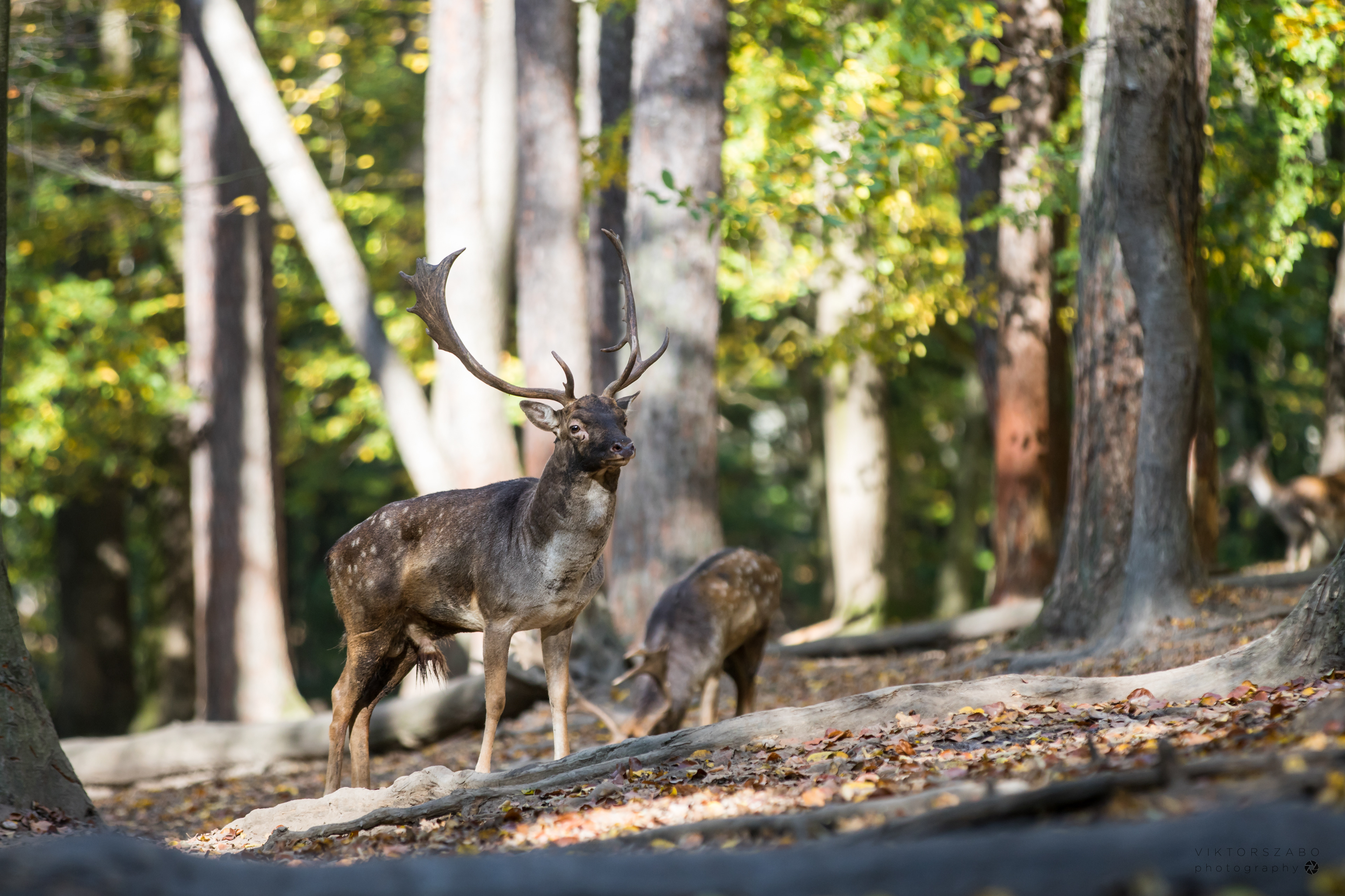 FALLOW DEER/DAMA DAMA, SLOVAKIA