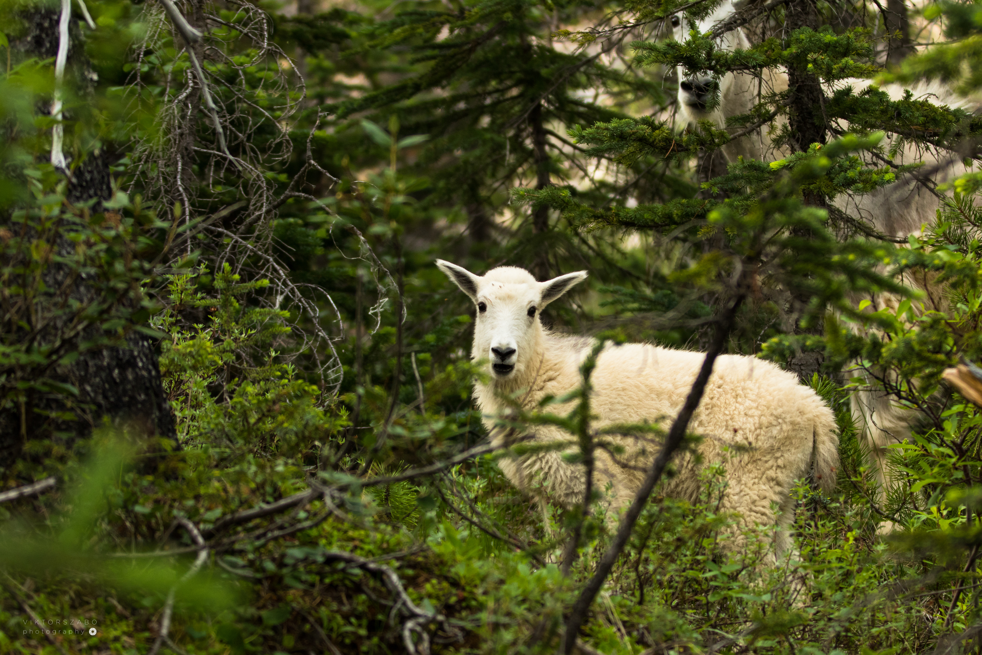 MOUNTAIN GOAT/OREAMNOS AMERICANUS, CANADA