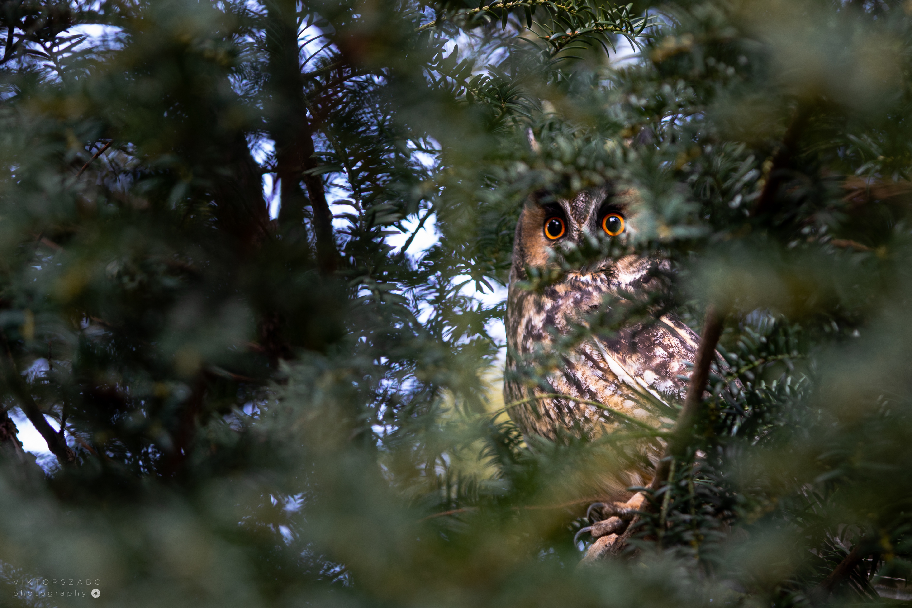 LONG-EARED OWL/ASIO OTUS, SLOVAKIA