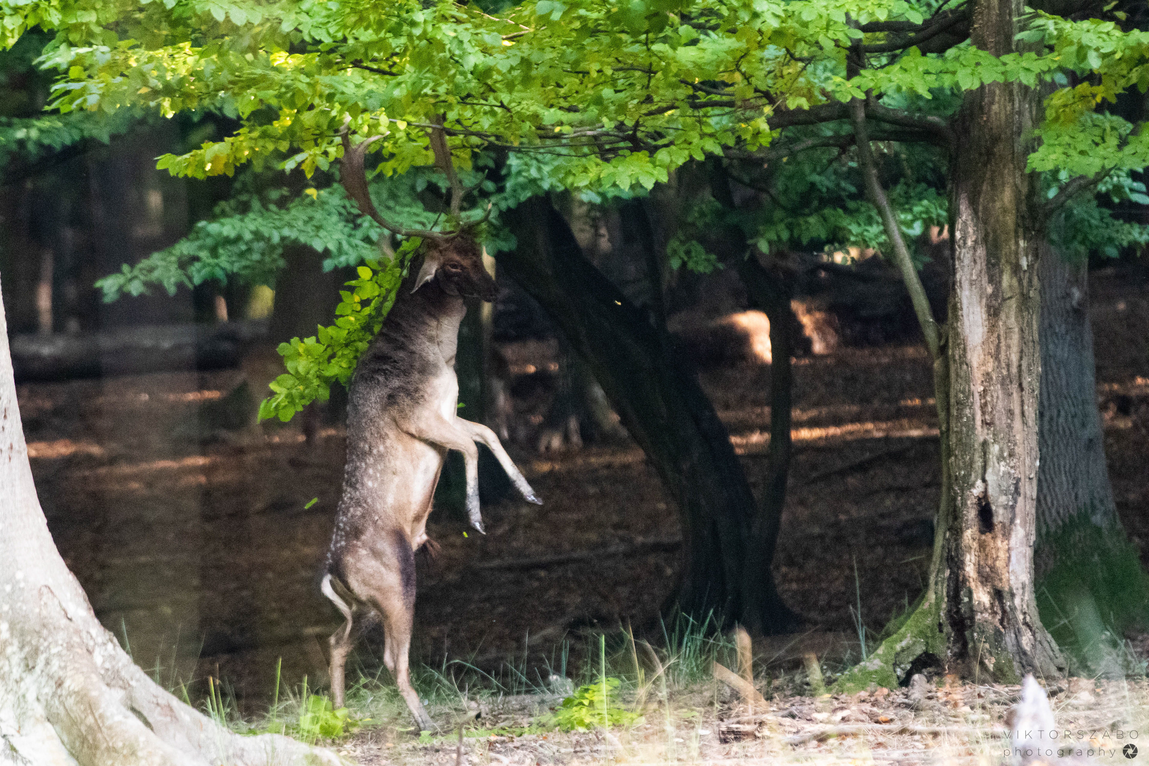 FALLOW DEER/DAMA DAMA, SLOVAKIA
