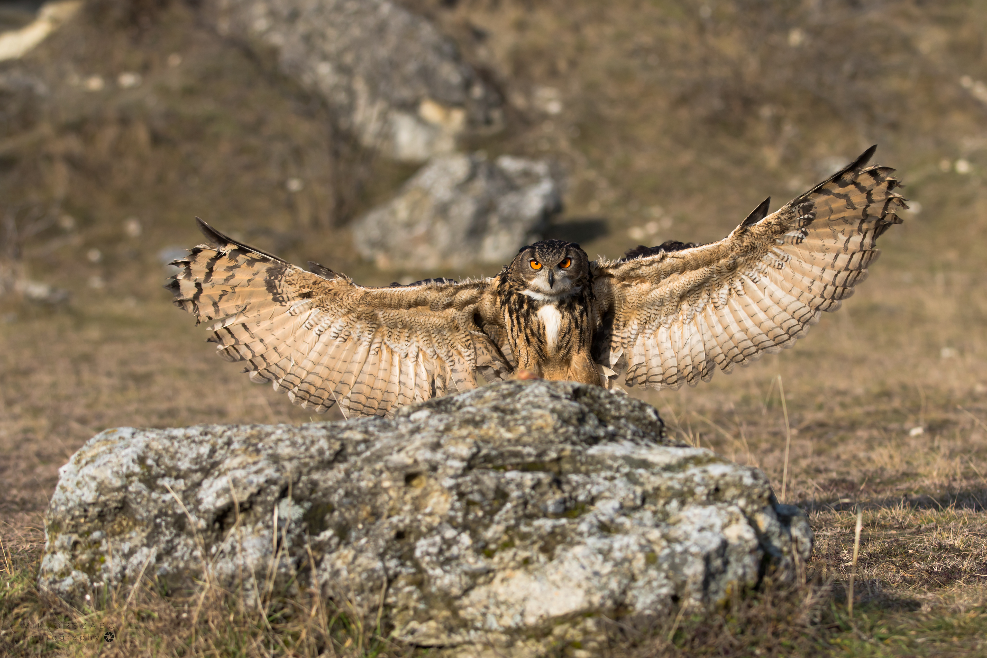 EUROASIAN EAGLE-OWL/BUBO BUBO, SLOVAKIA