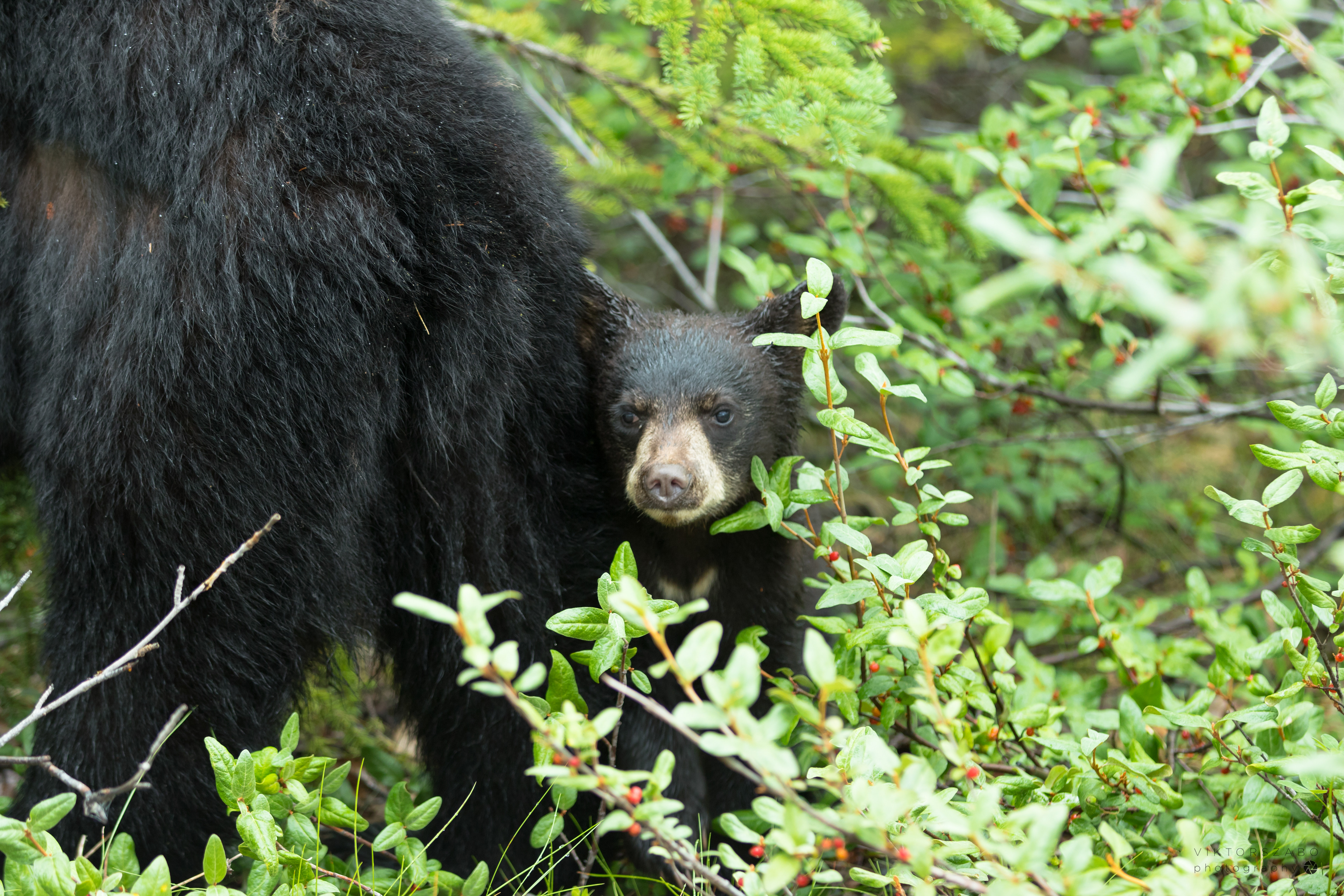 BLACK BEAR/URSUS AMERICANUS, CANADA