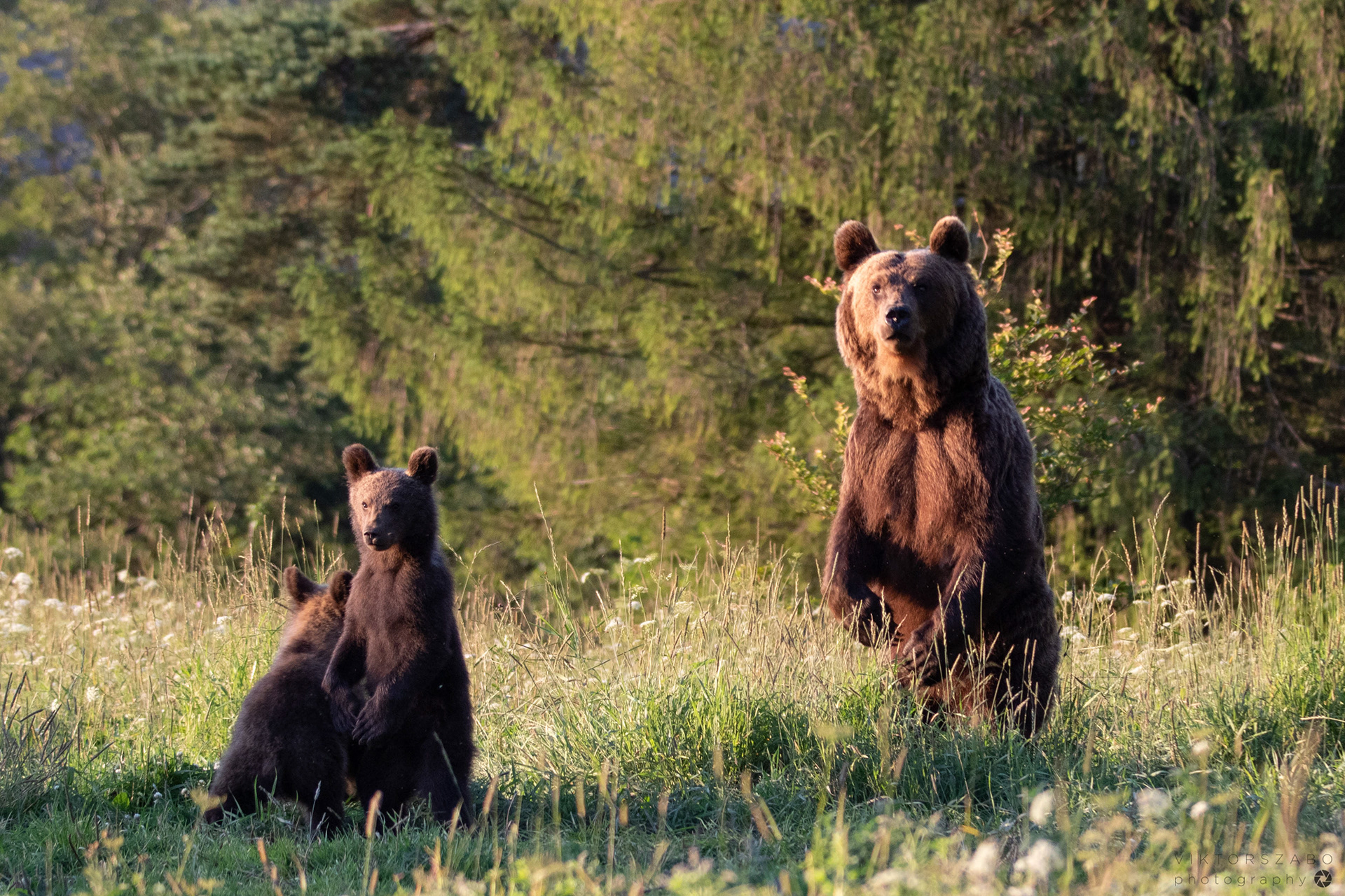 BROWN BEAR/URSUS ARCTOS, POLAND
