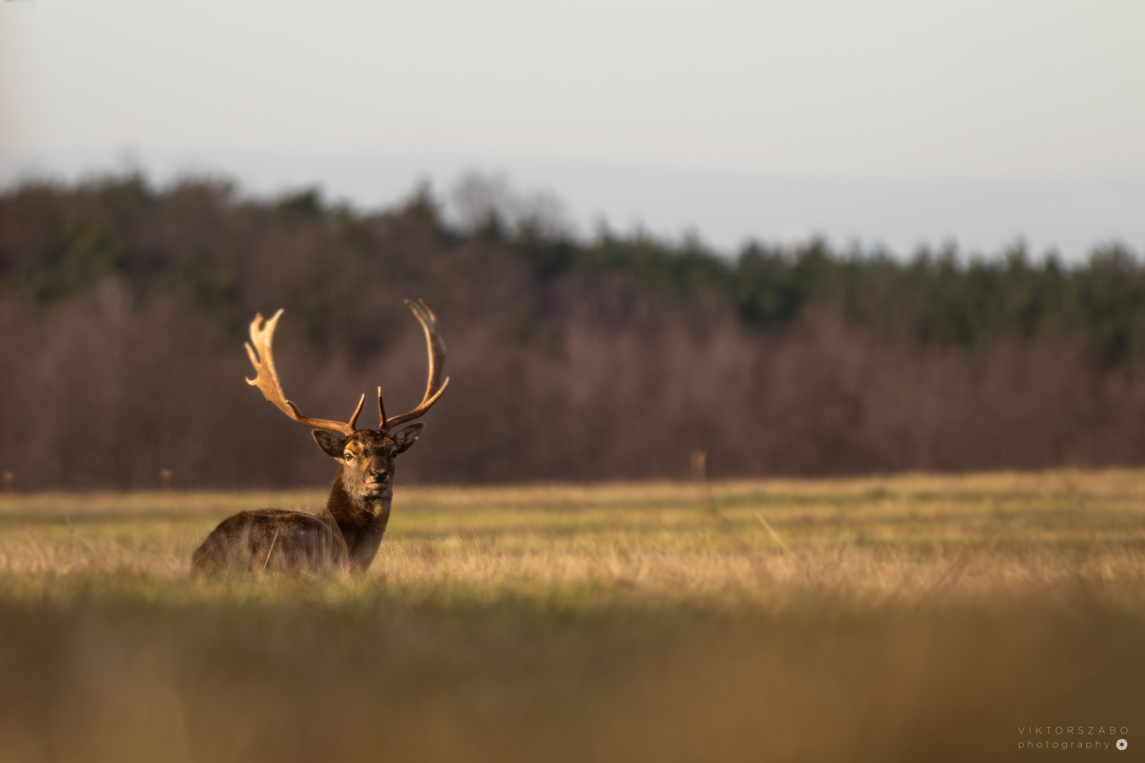 FALLOW DEER/DAMA DAMA, SLOVAKIA