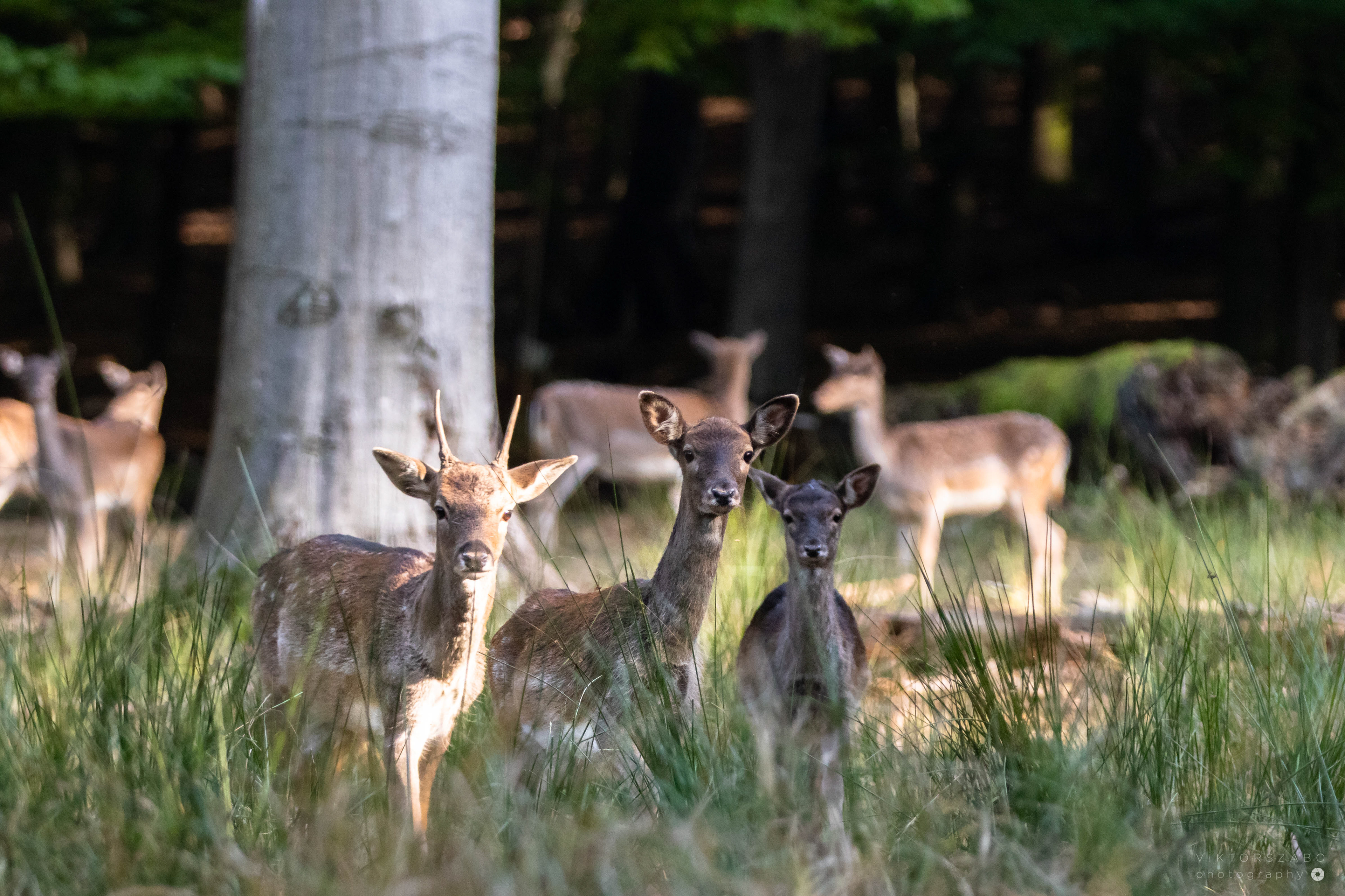 FALLOW DEER/DAMA DAMA, SLOVAKIA