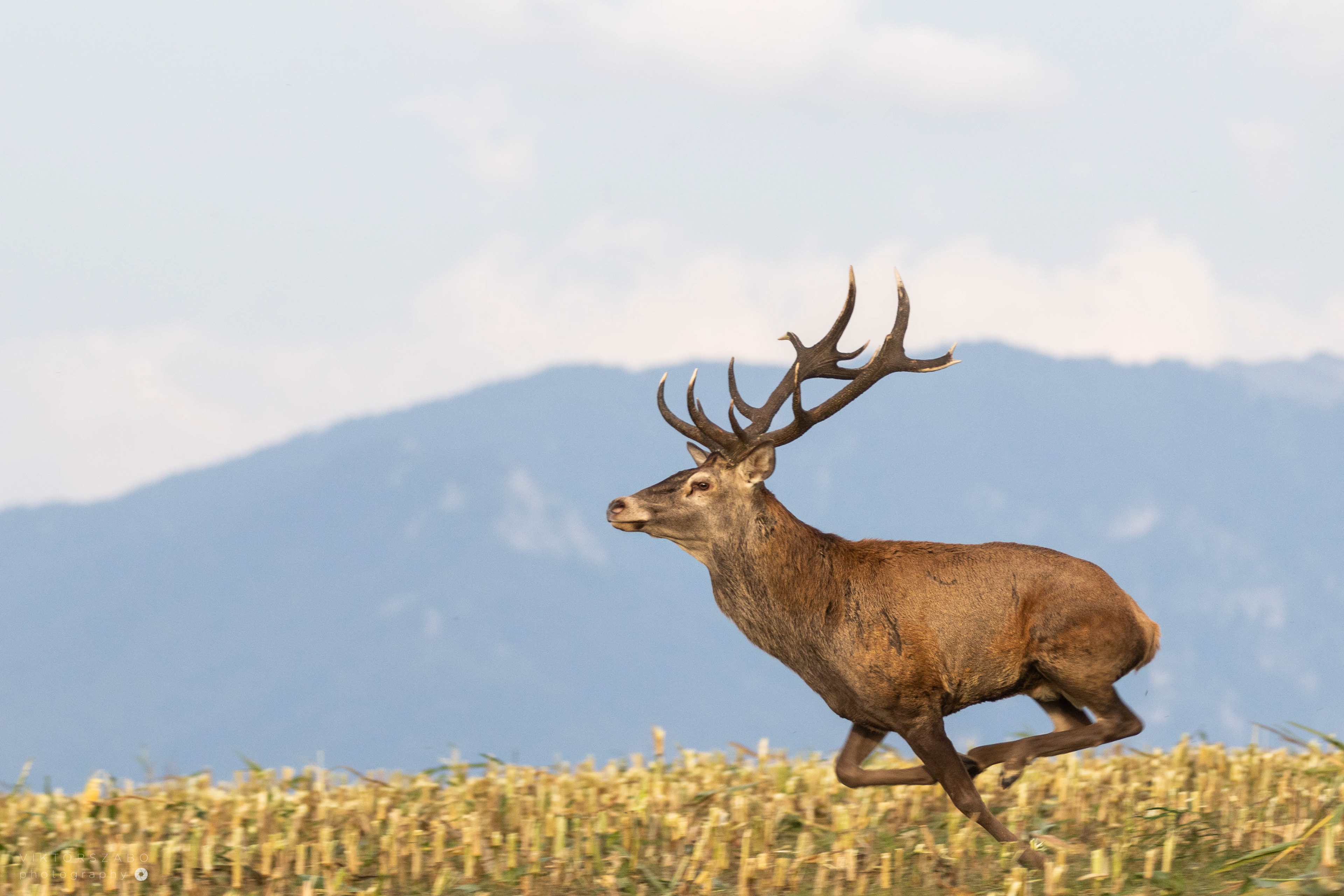 RED DEER/CERVUS ELAPHUS, SLOVAKIA