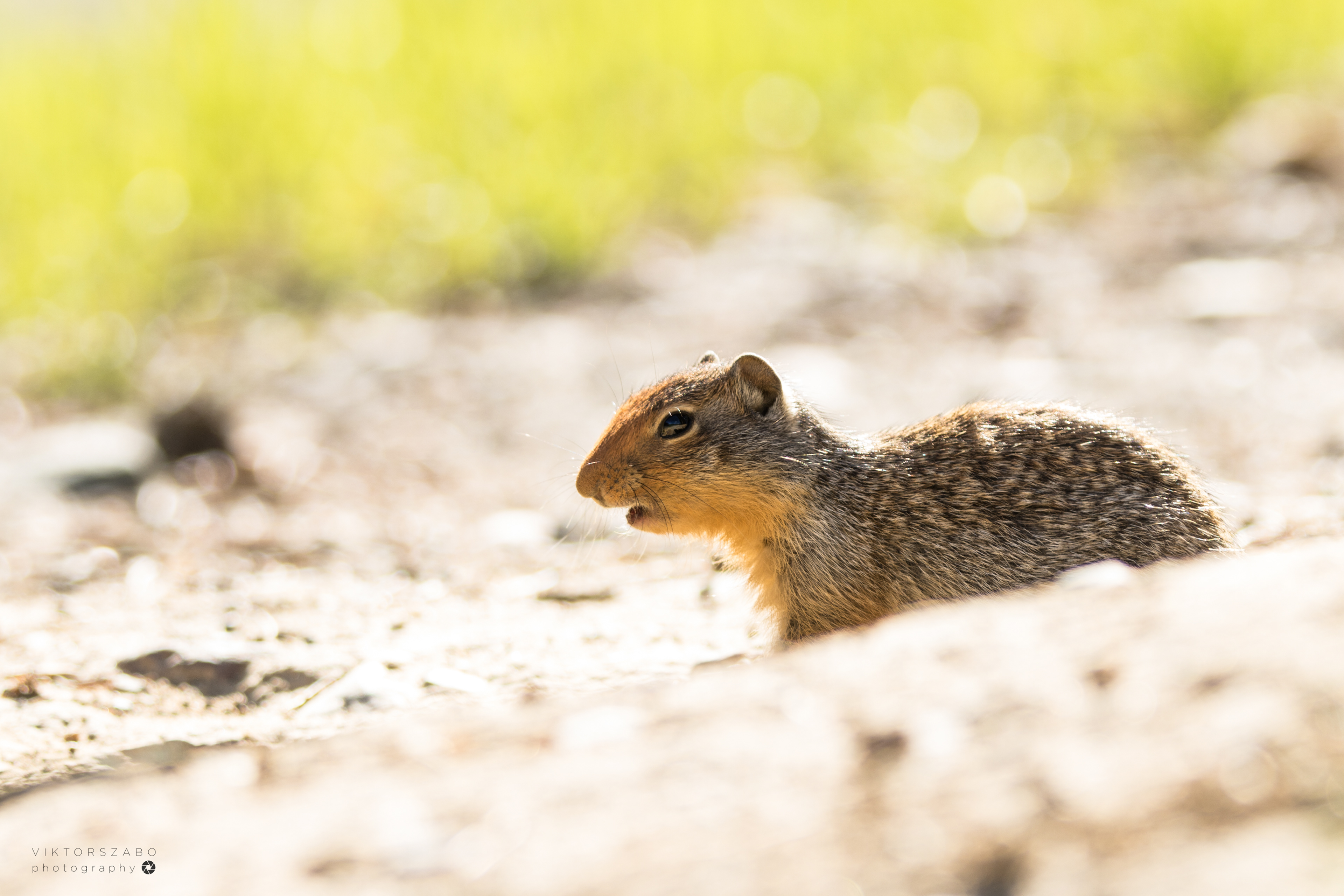 COLUMBIAN GROUND SQUIRREL/ UROCITELLUS COLUMBIANUS, CANADA