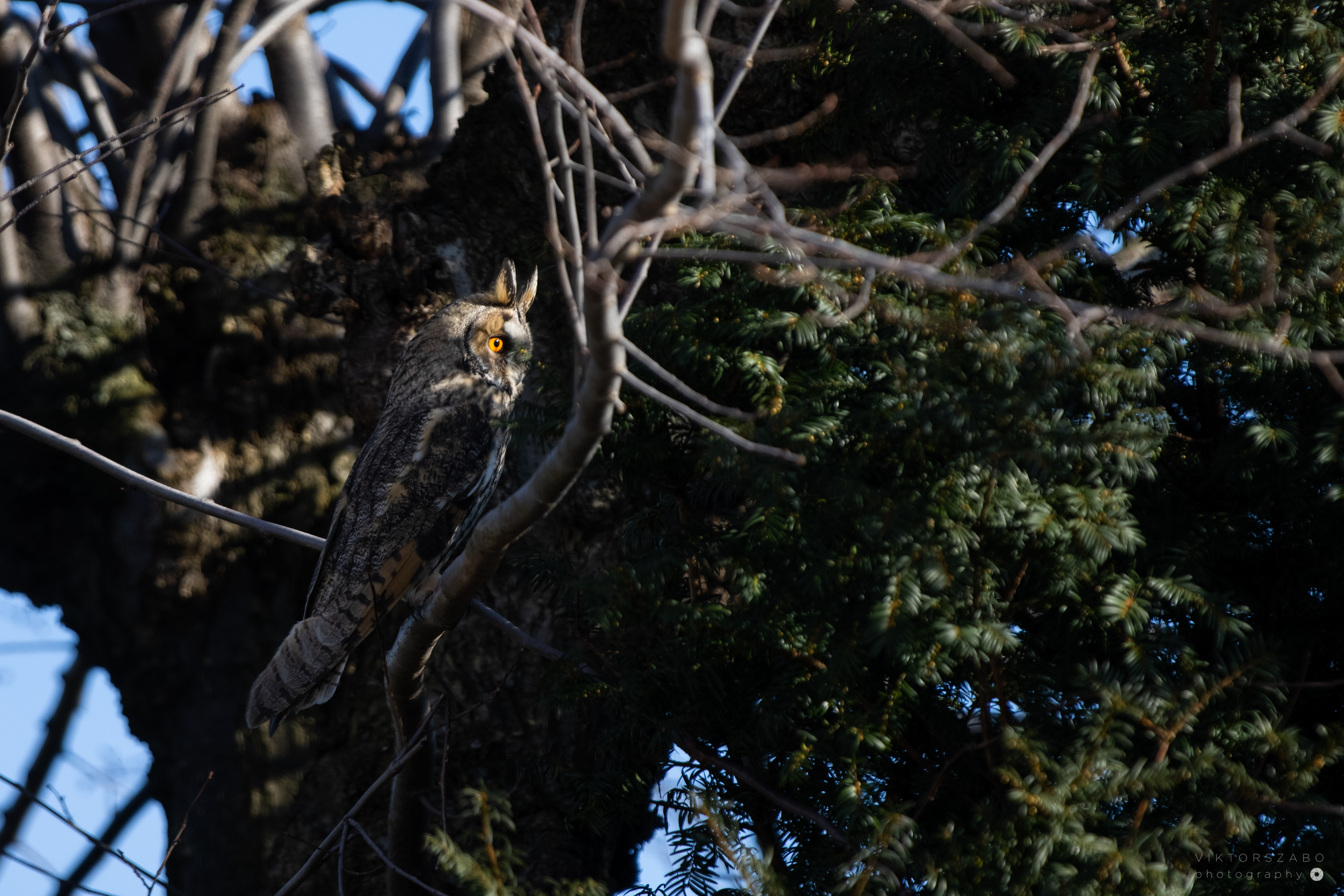 LONG-EARED OWL/ASIO OTUS, SLOVAKIA