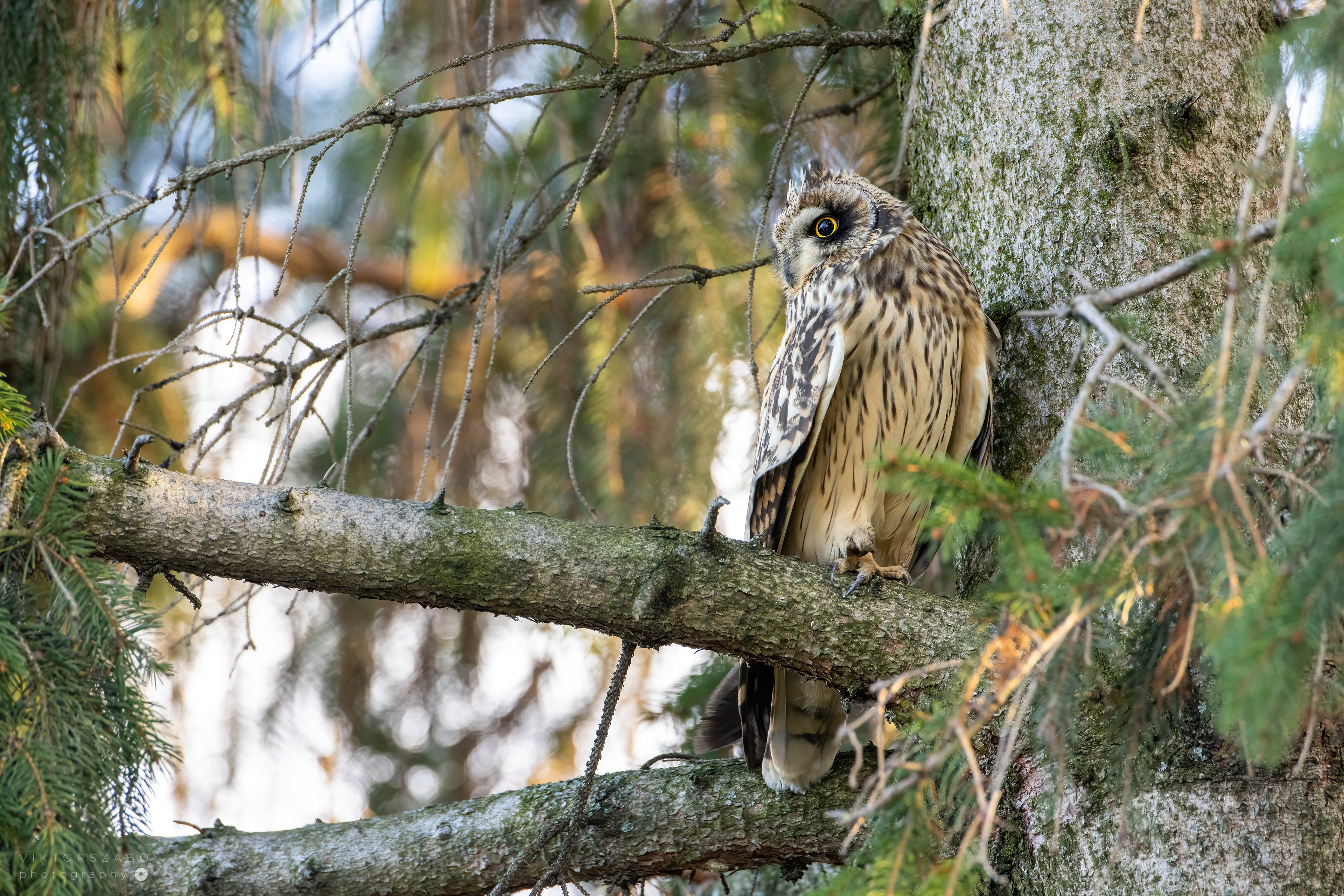 SHORT-EARED OWL/ASIO FLAMMEUS, SLOVAKIA