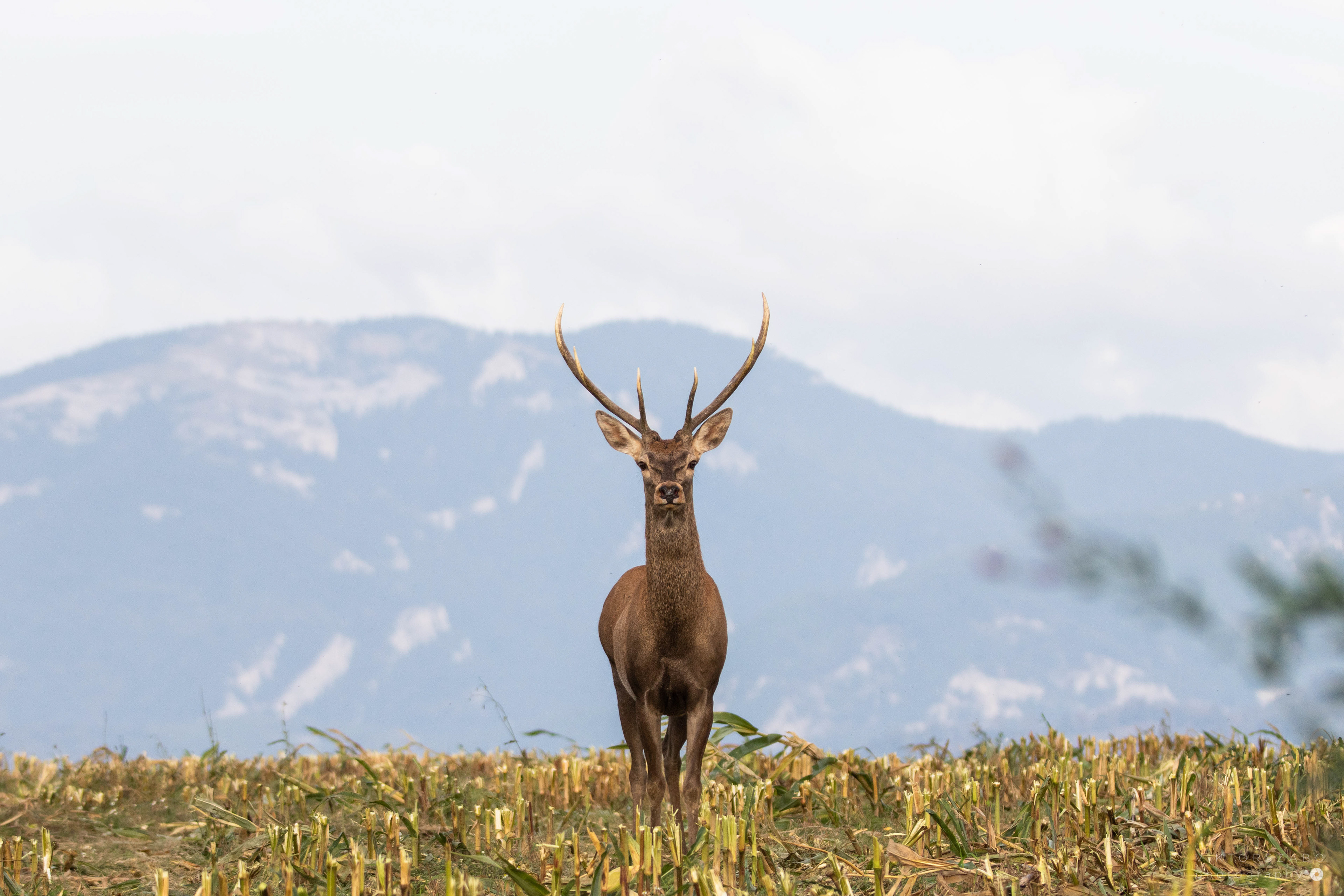 RED DEER/CERVUS ELAPHUS, SLOVAKIA