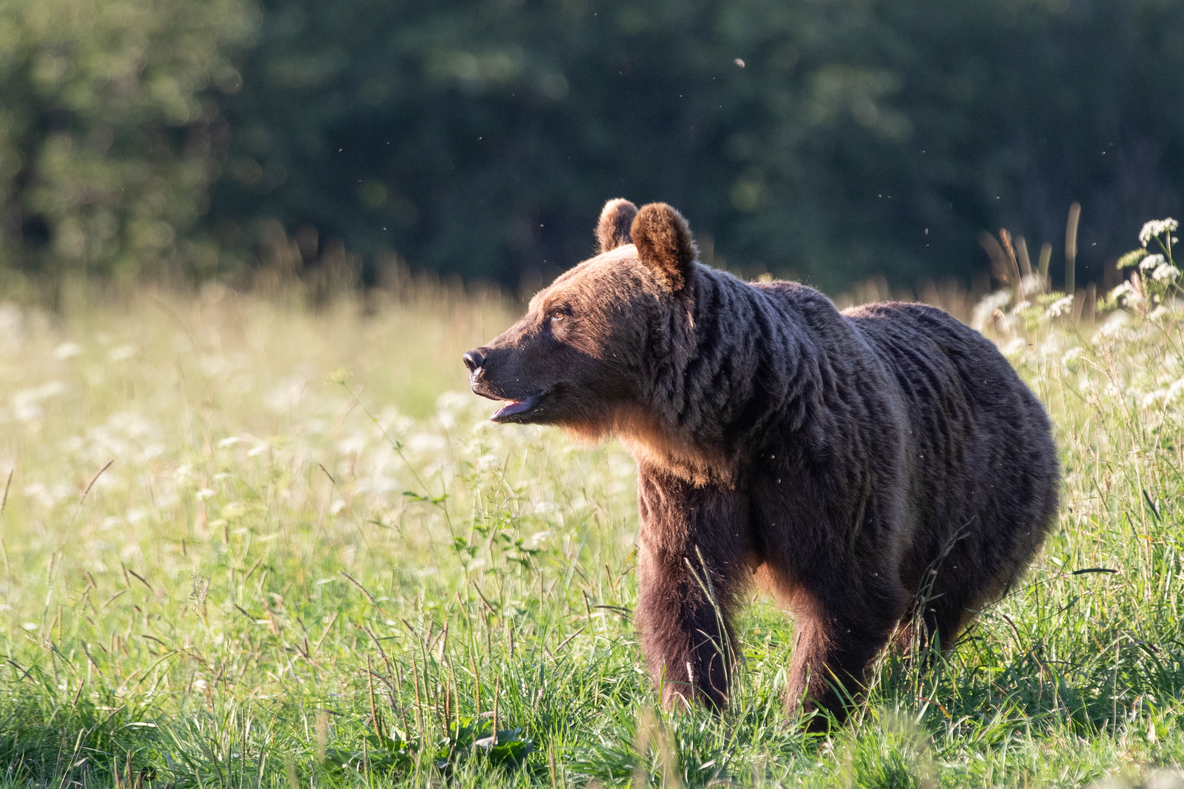 BROWN BEAR/URSUS ARCTOS, POLAND