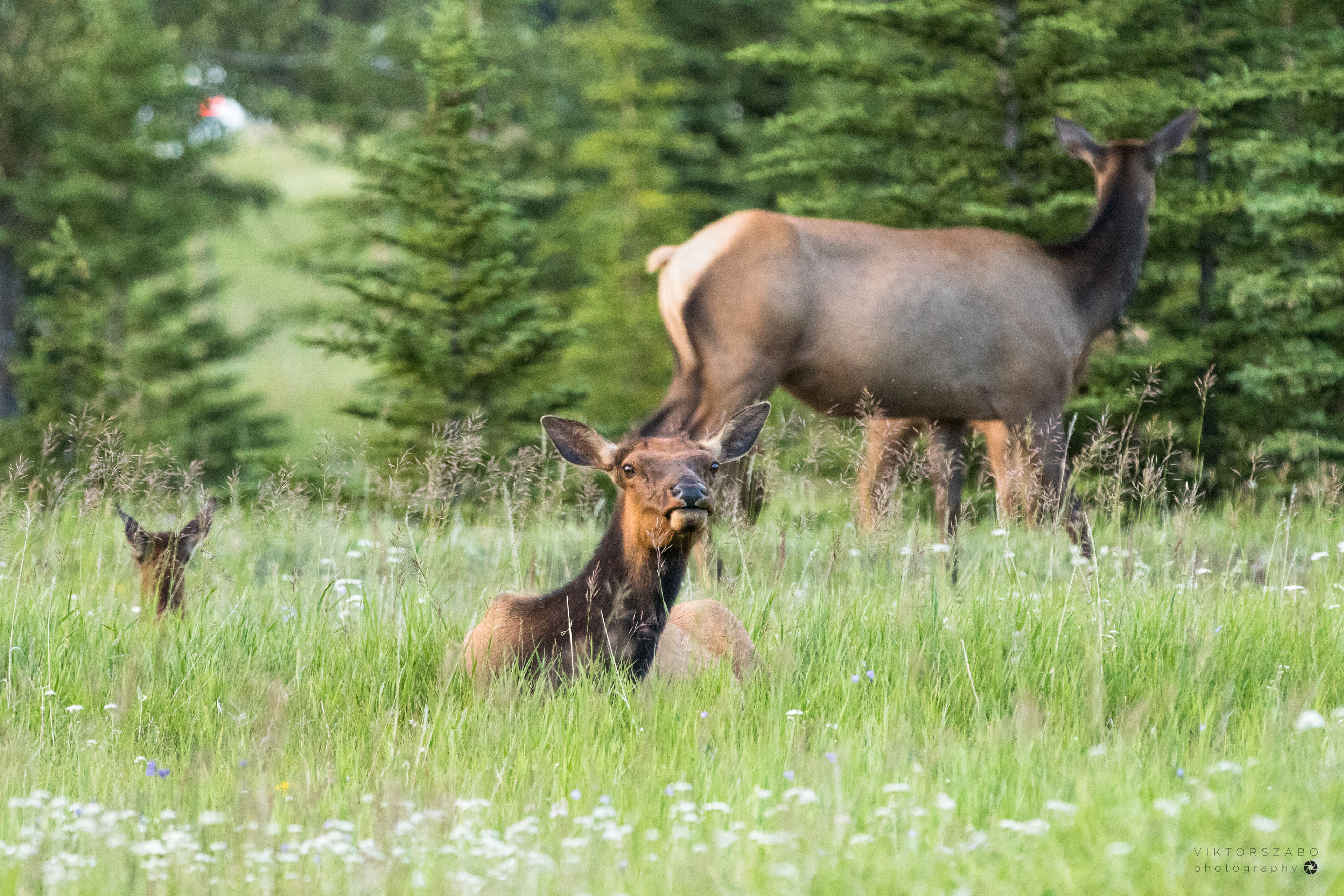 ELK/CERVUS CANADENSIS, CANADA