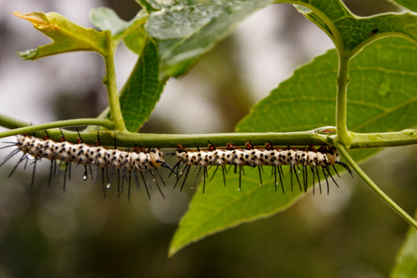 Zerbra Longwing caterpillars on purple passion vine