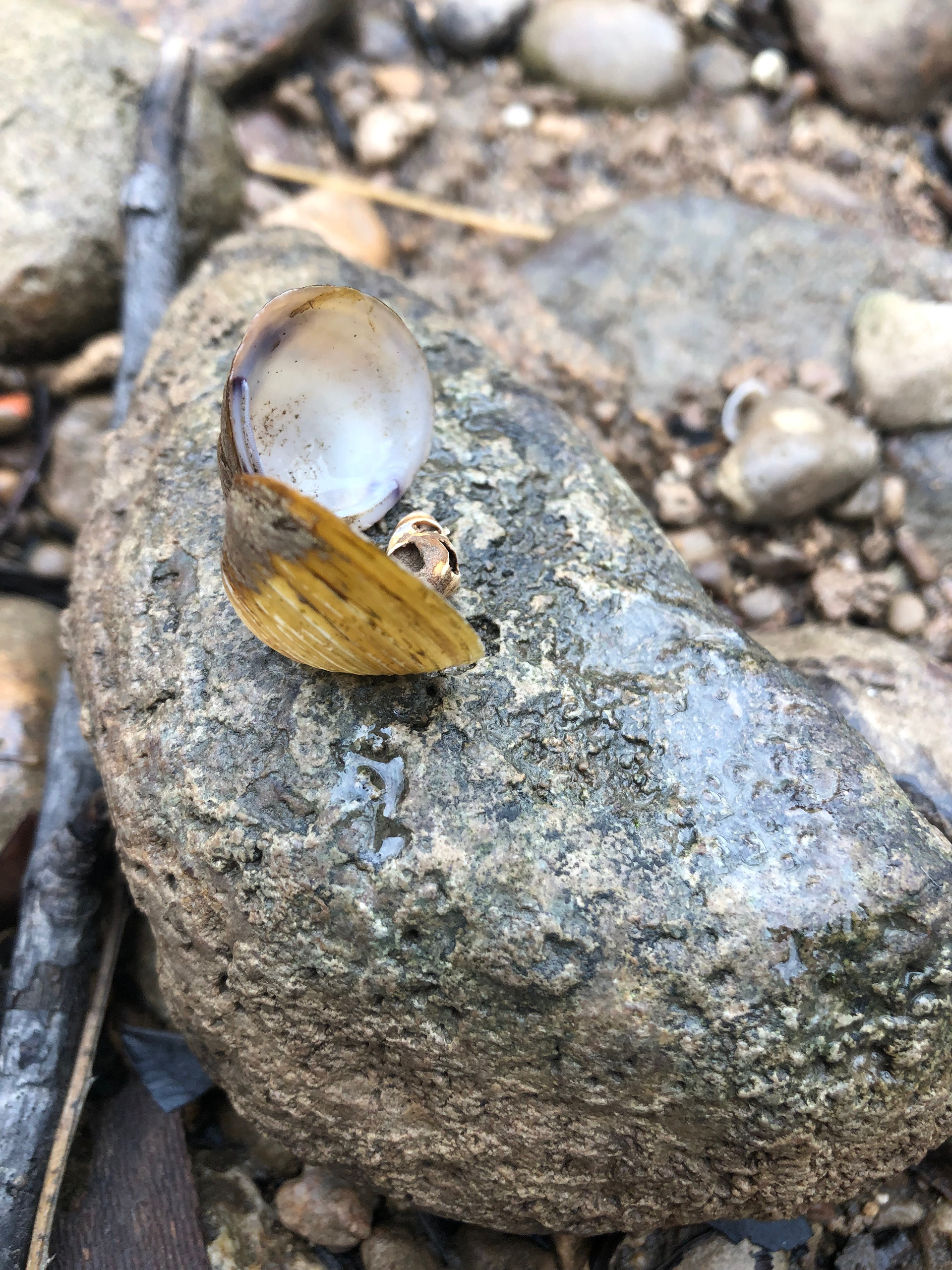 Yellow Springs, OH