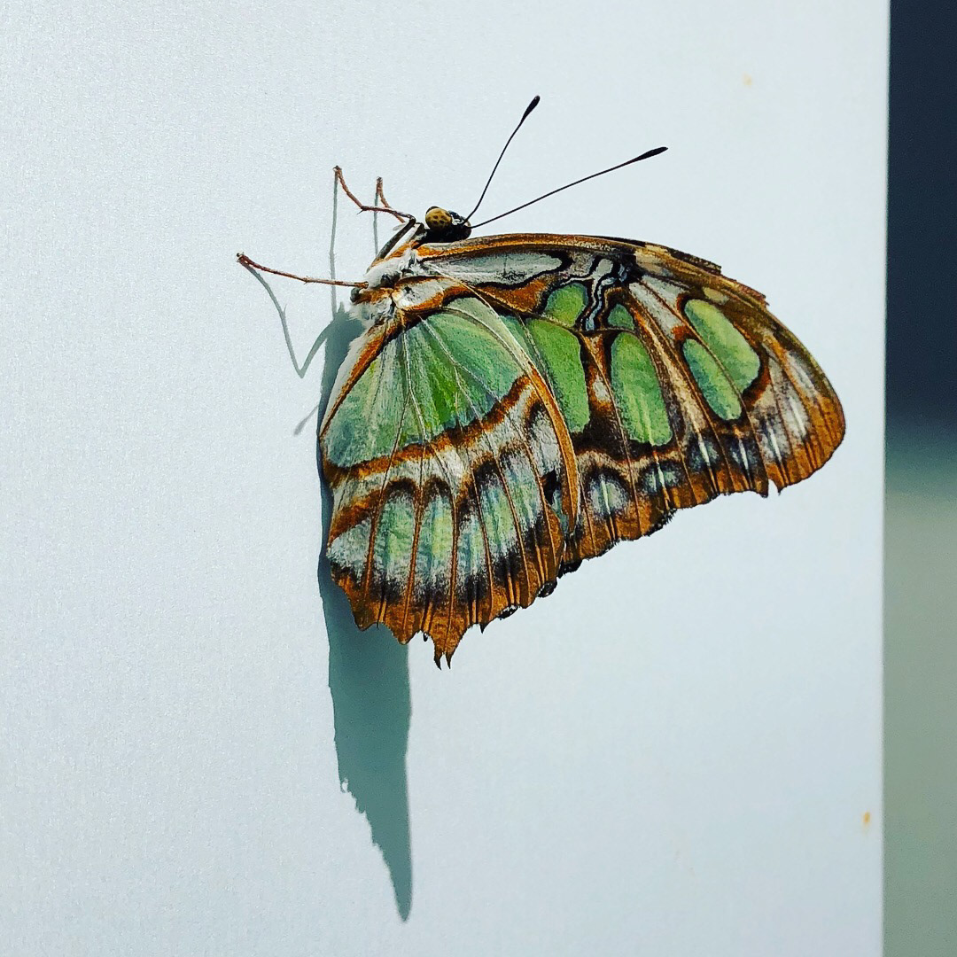 Canadian Nature Museum, Ottawa, ON, 2018