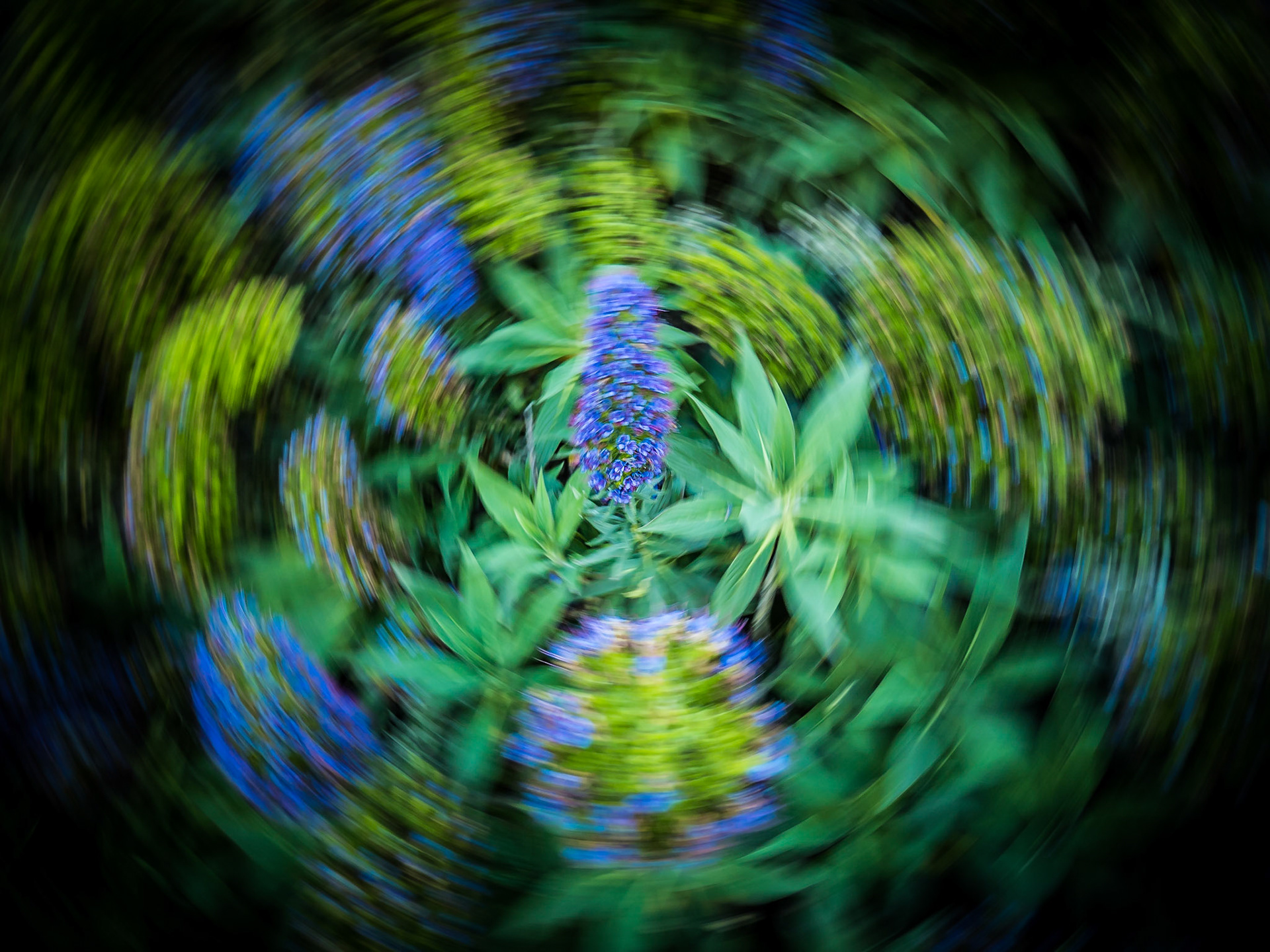 Echium Spin