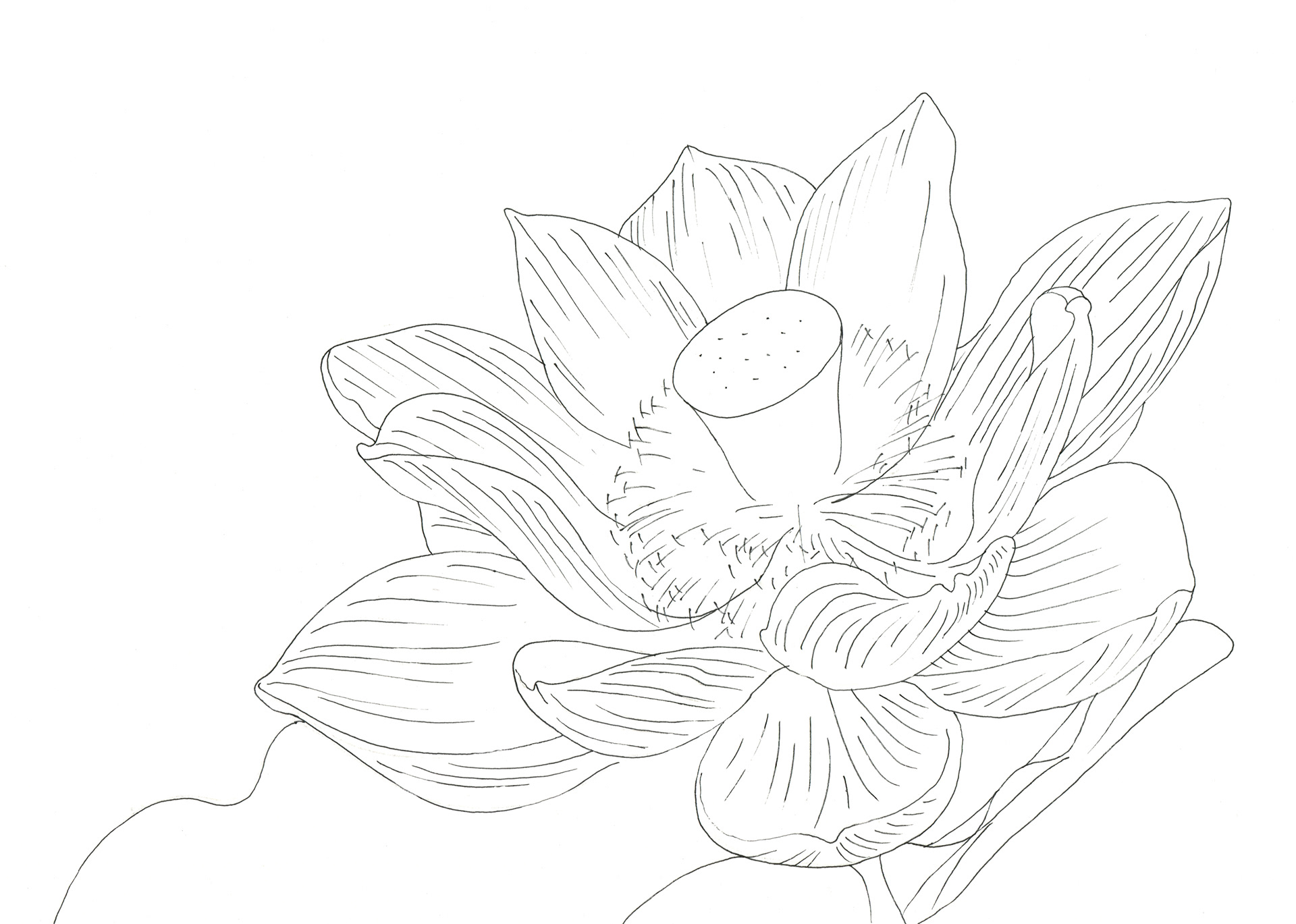 イラストレーター宮澤美穂 花 線画 イラストレーター宮澤美穂 花 線画