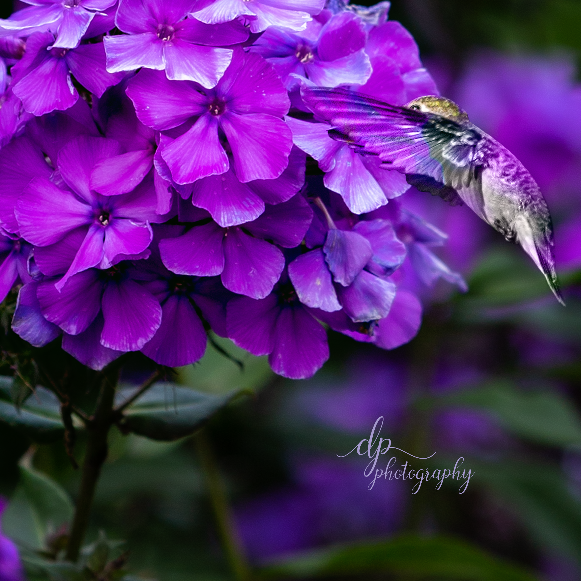 Dunya Petros Art Photographer And Designer Fairy Theme