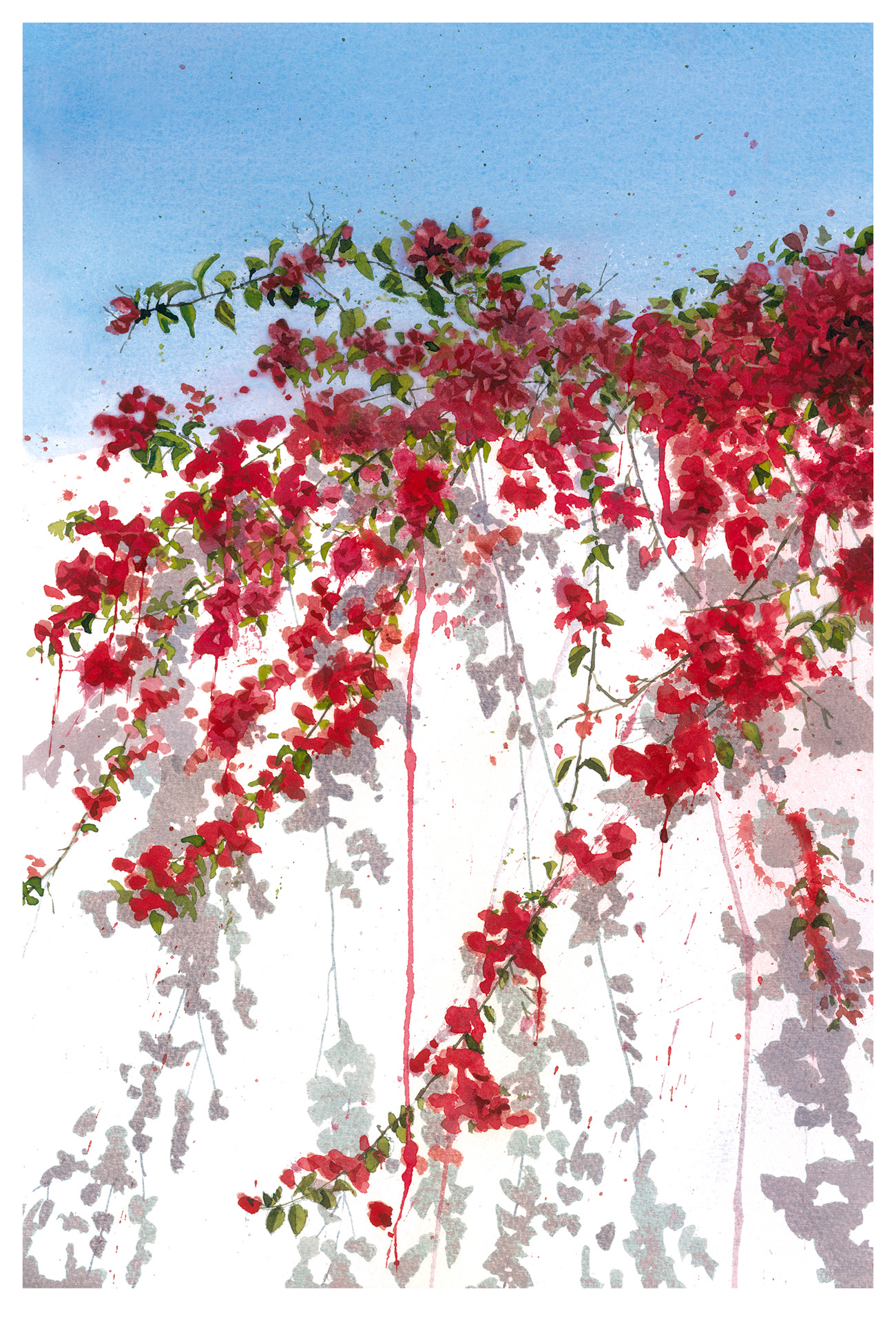 'Bougainvillea' Doha 2005
