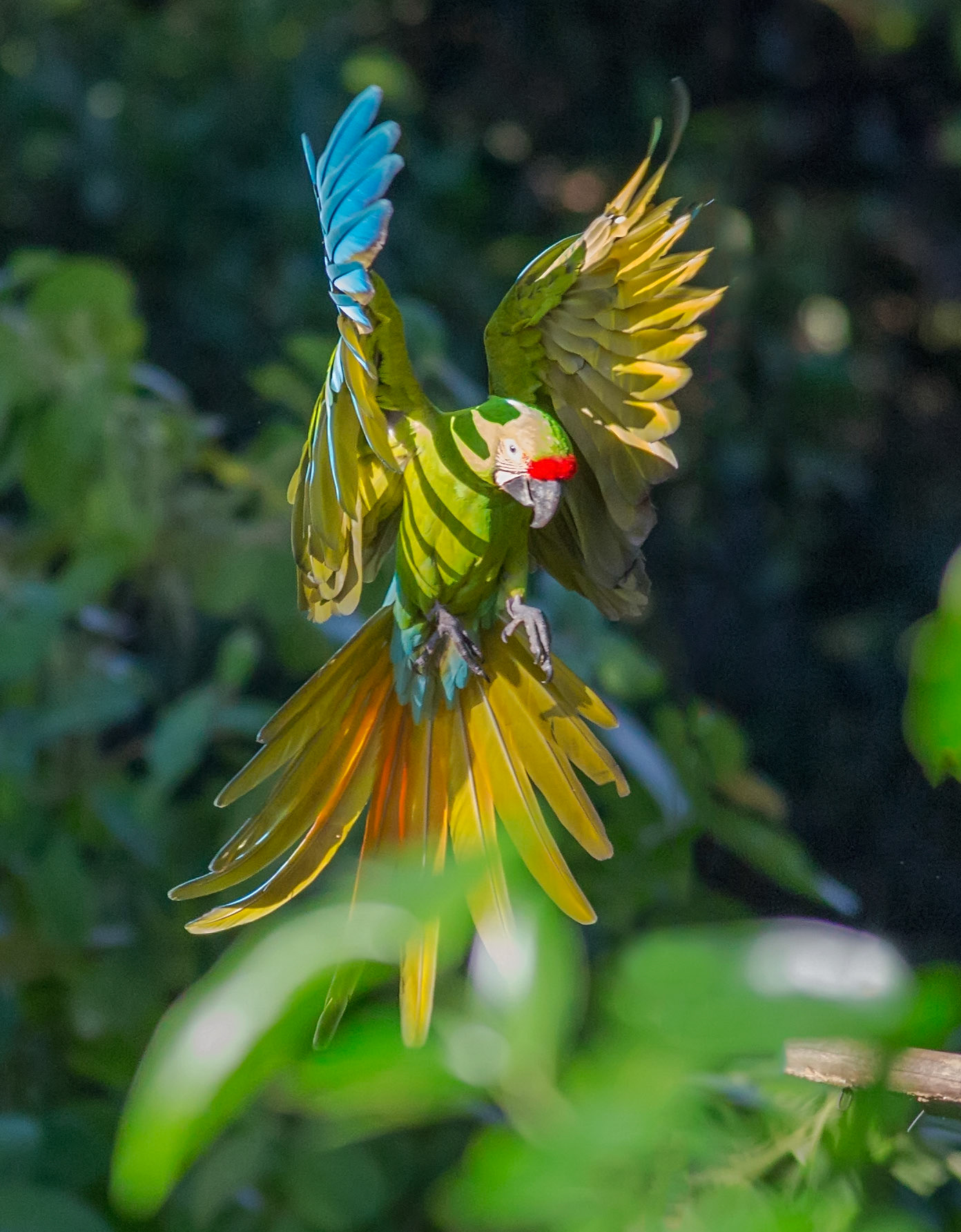 Great Green Macaw