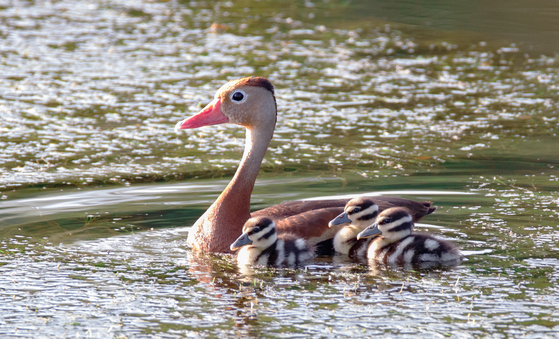Black-bellied Whistling-Duck with babies