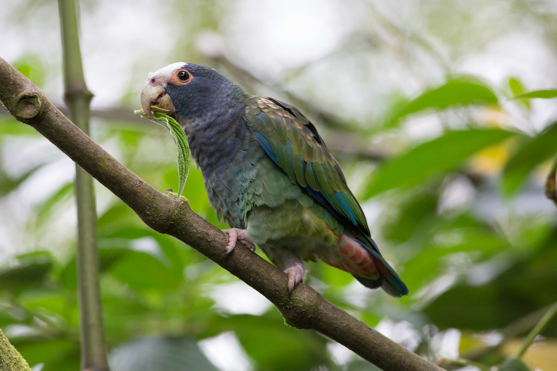 White-crowned Parrot