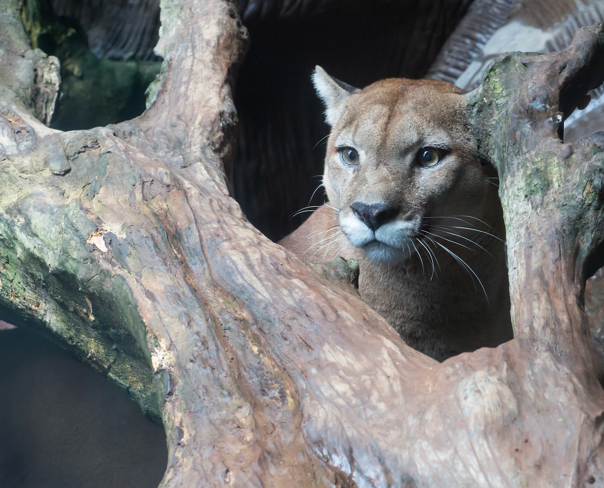 Mountain Lion peering out from behind the tree