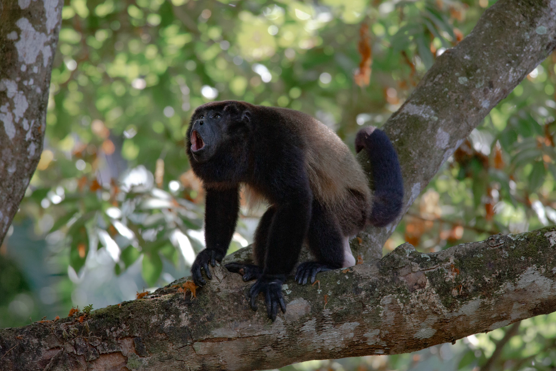 Howler Monkey