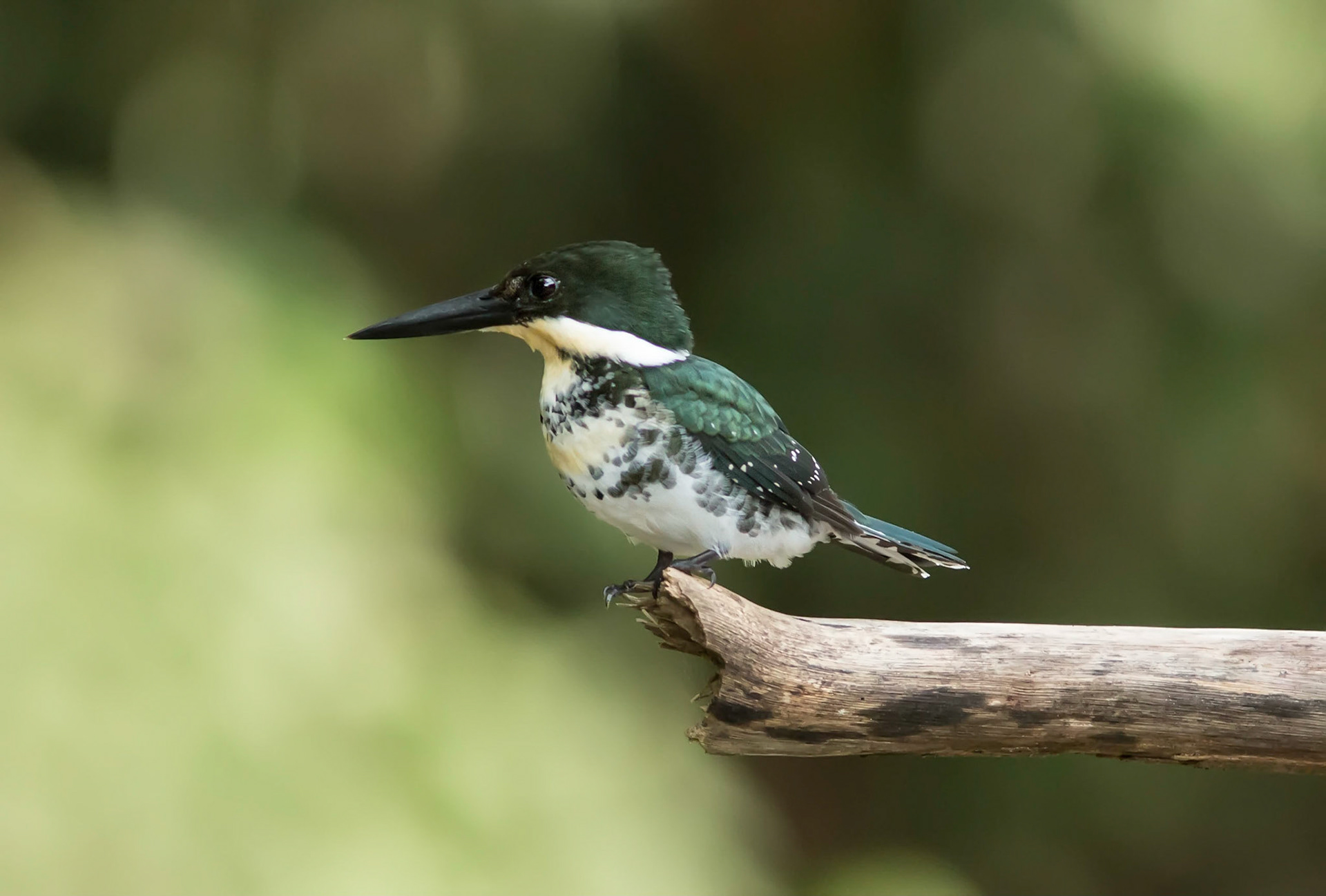 Green Kingfisher, Female