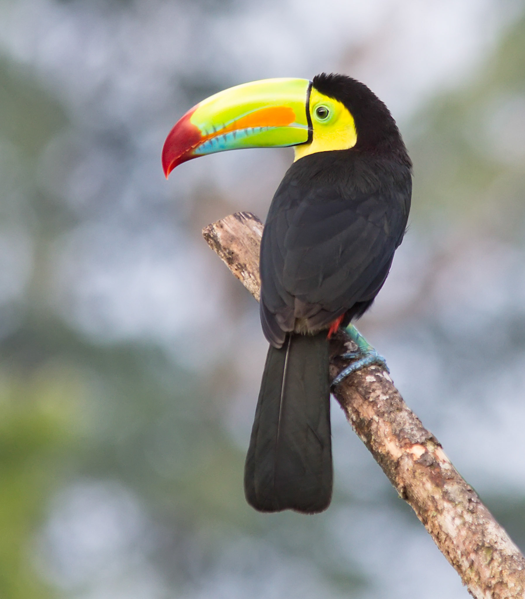 Keel-billed Toucan