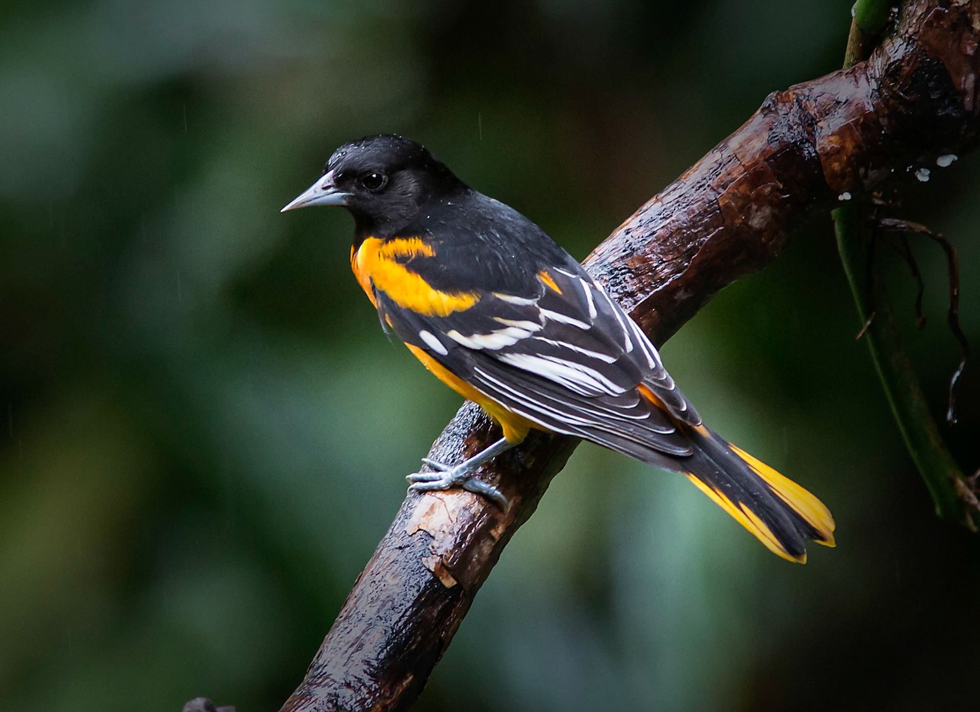 Baltimore Oriole, Male