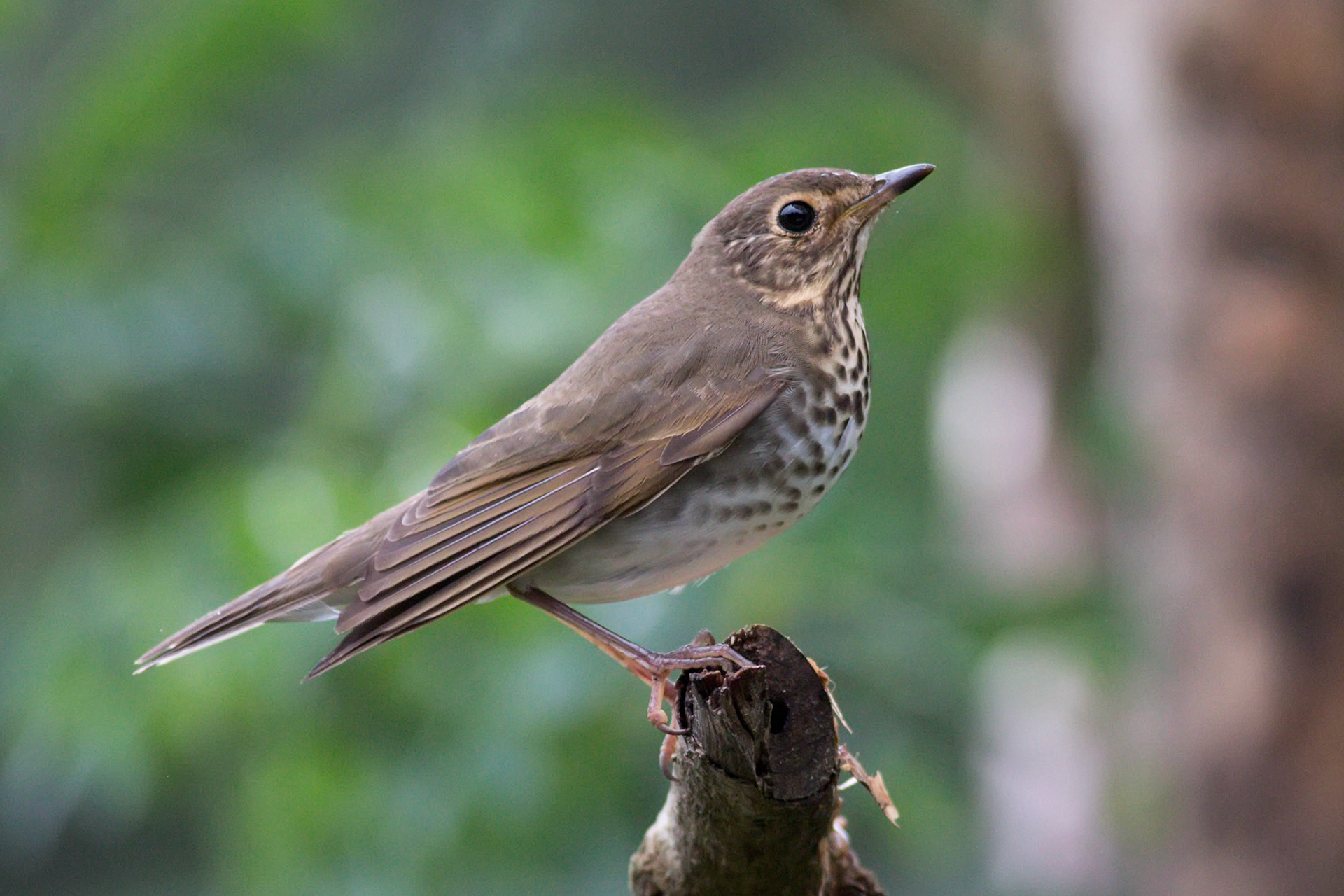 Swainson's Thrush