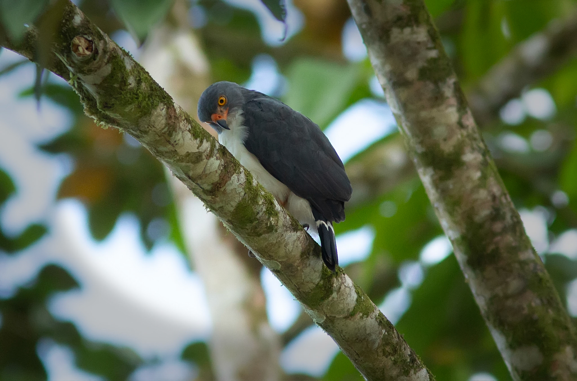 Semiplumbeous Hawk