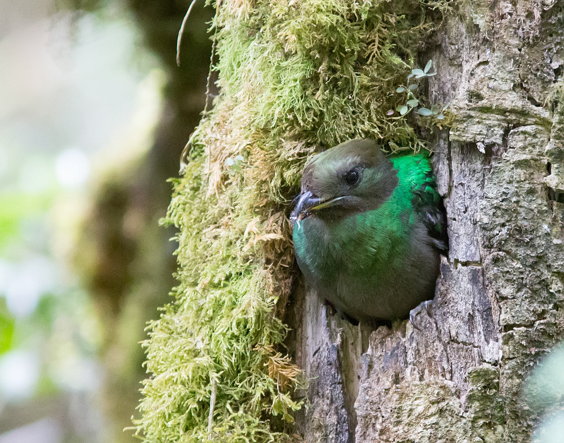 Resplendent Quetzal, Female