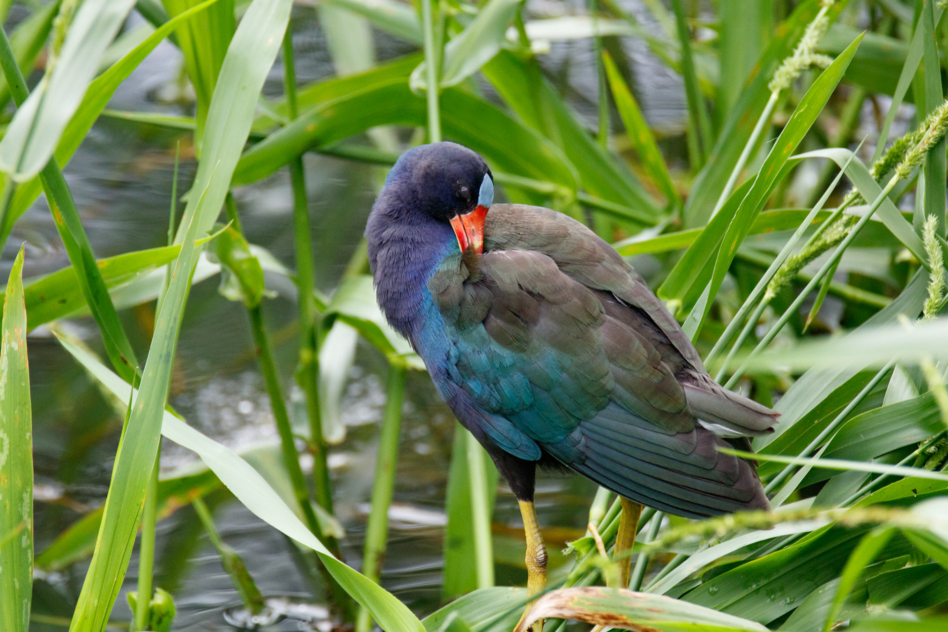 Purple Gallinule