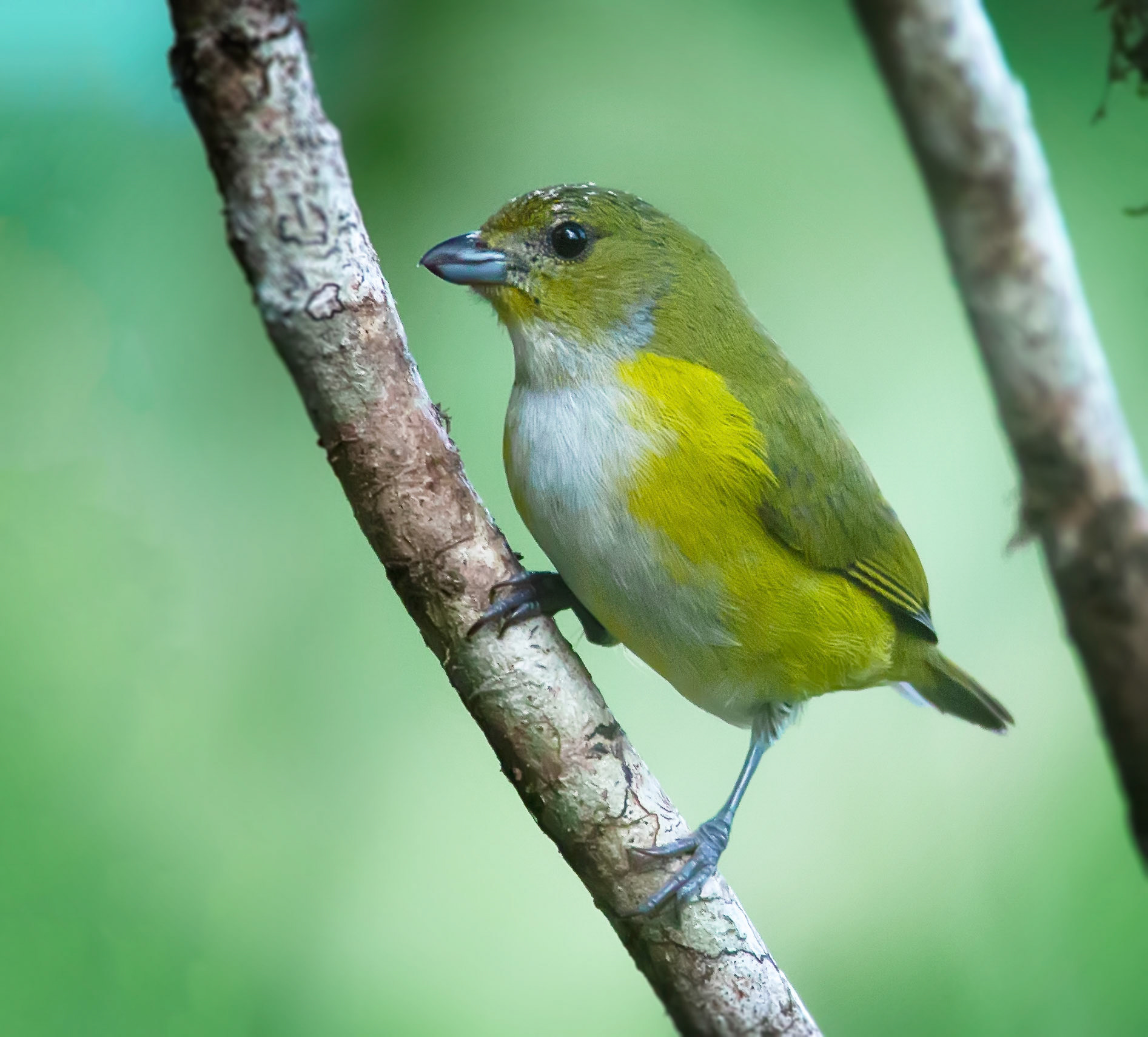 Yellow-throated Euphonia, Female