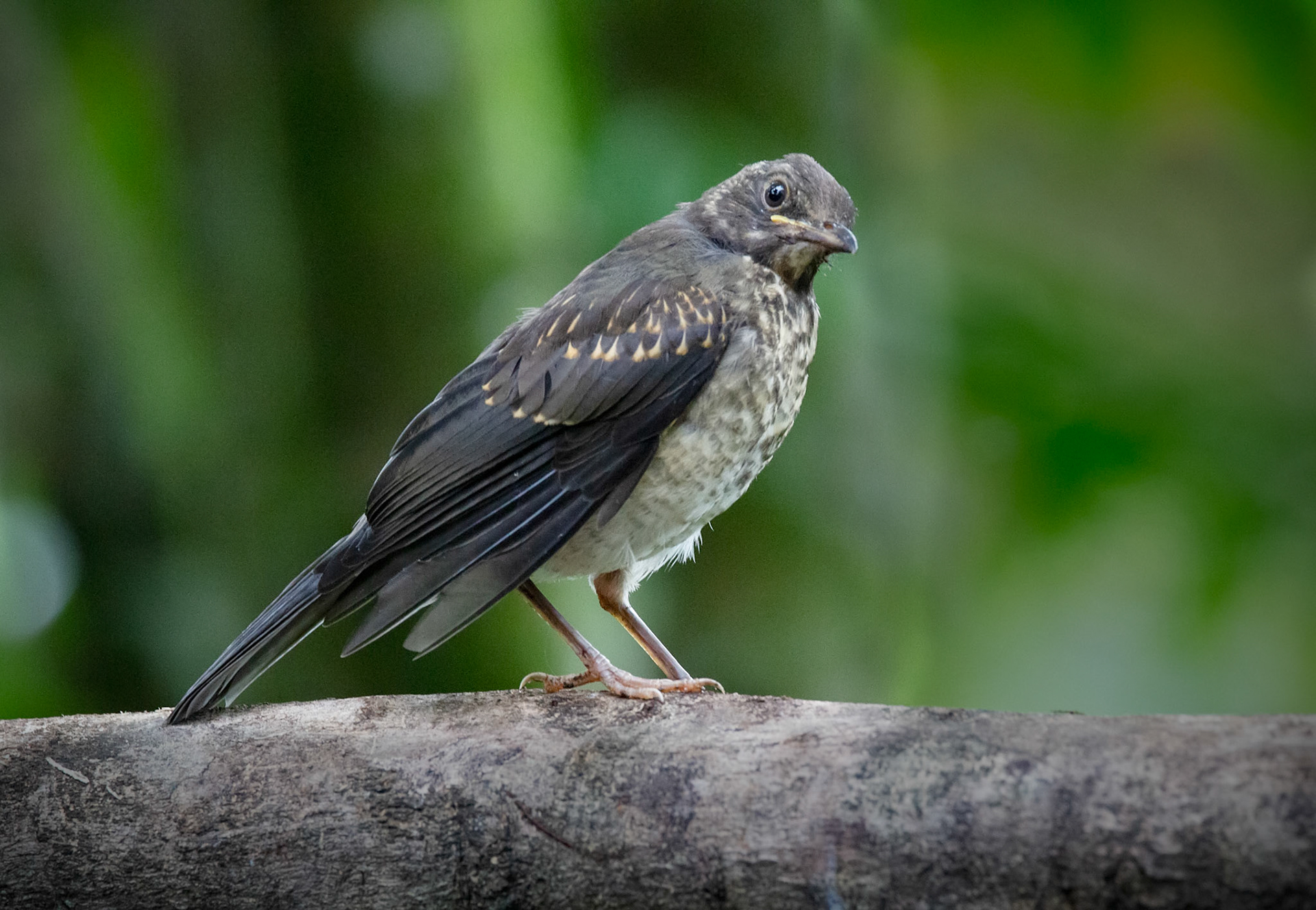 Pale-vented Thrush, Juvenile