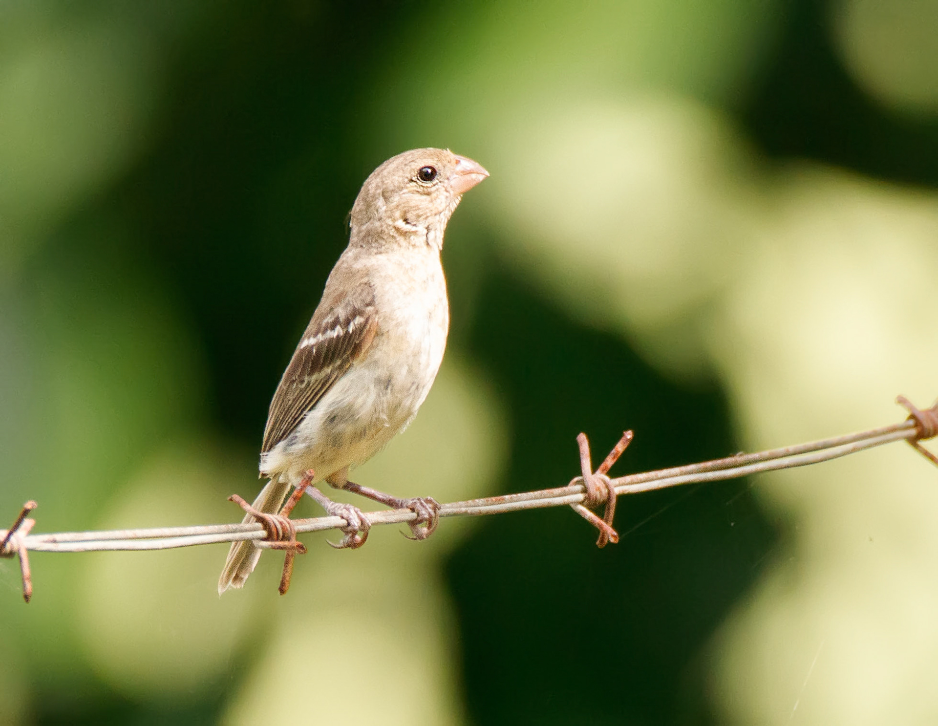 Morelet's Seedeater, Female