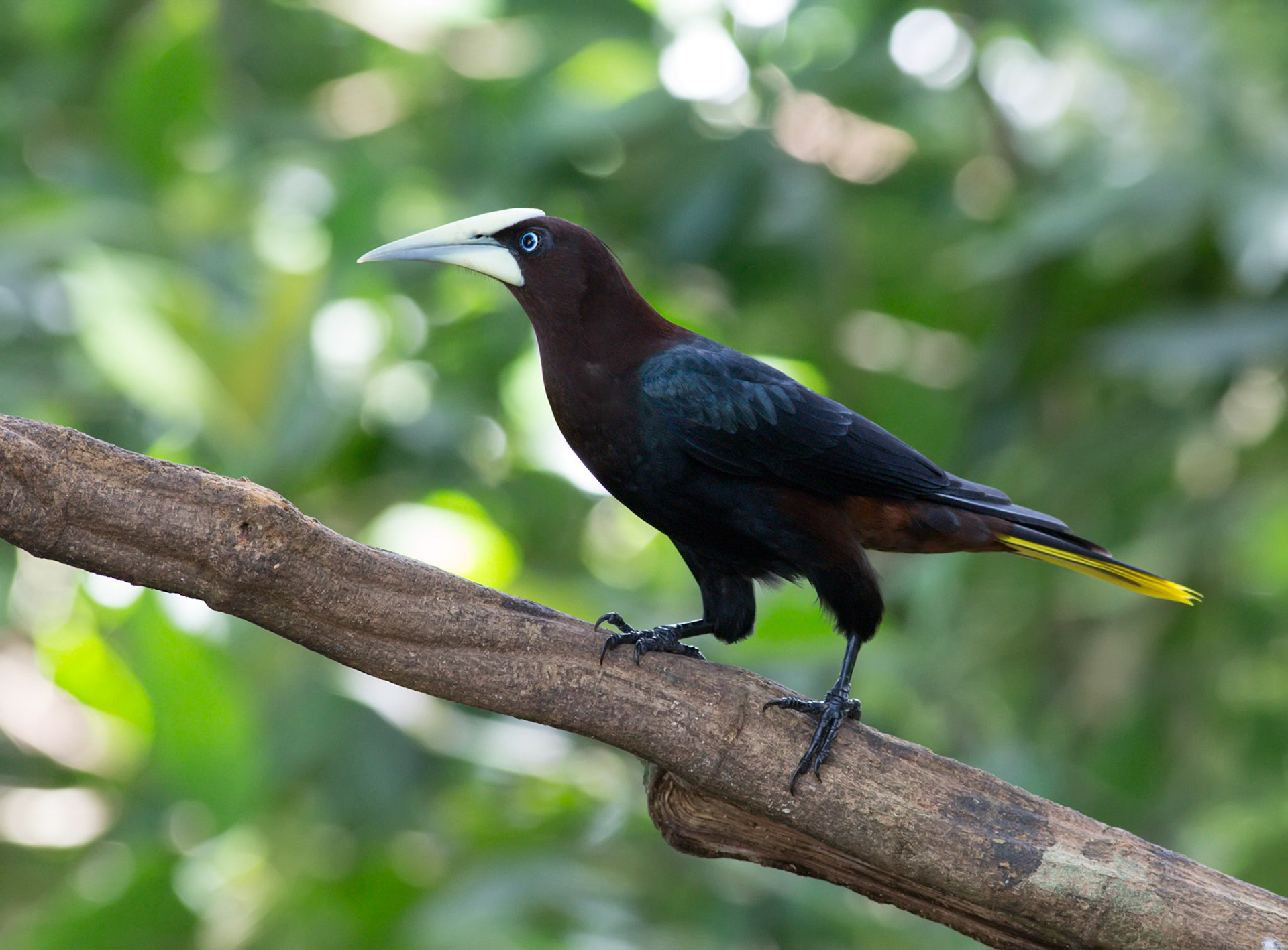 Chestnut-headed Oropendola