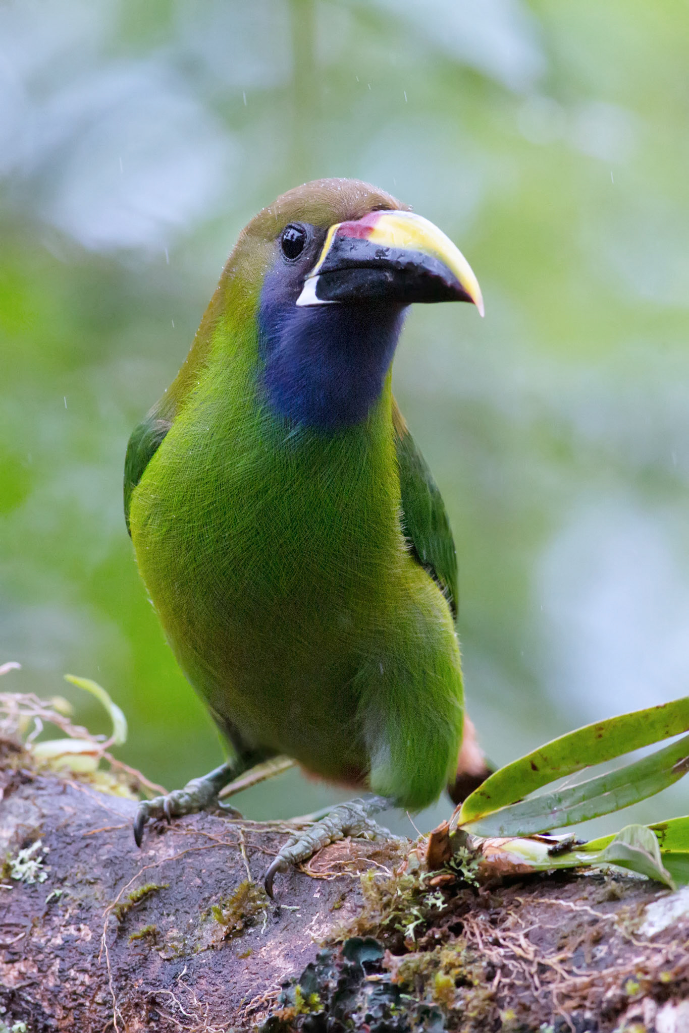 Northern Emerald-Toucanet